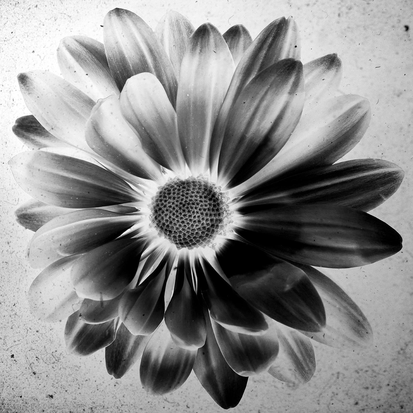 "Platinum Daisy" Impression sur aluminium 43 x 43 in Ed. of 15 par Mick Fleetwood