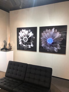 "Silver Daisy" Print on Aluminum 43 x 43 in Ed. of 15 by Mick Fleetwood