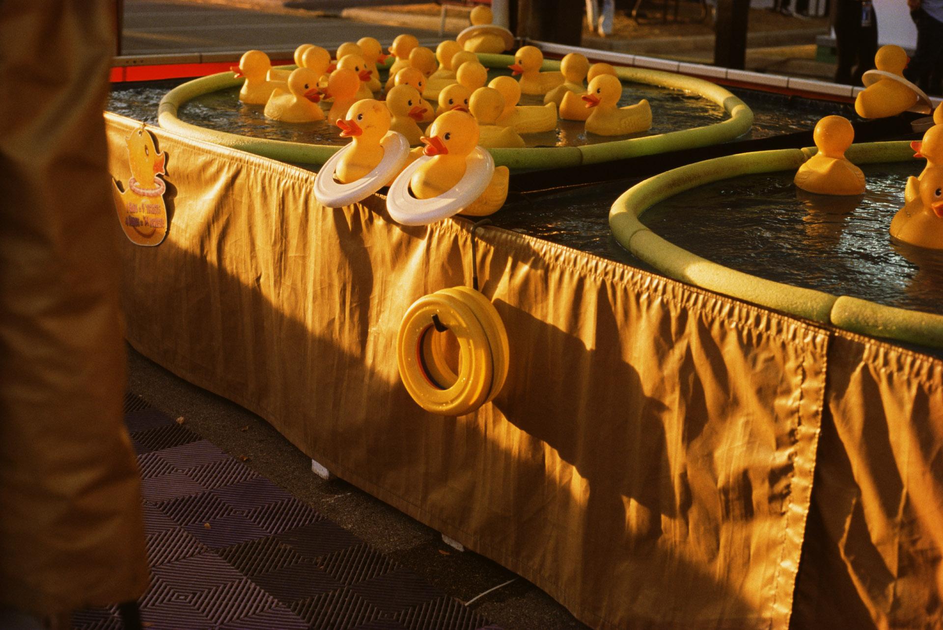 Mickey Aloisio Color Photograph - Untitled (Rubber Duckies)
