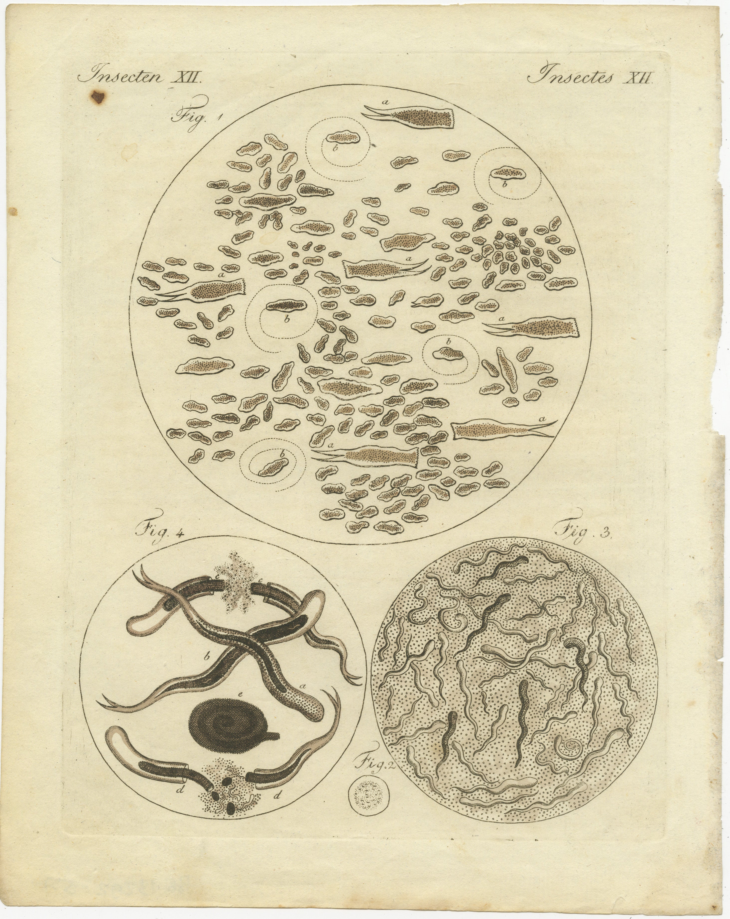 Title: Microscopic Study of Insect Anatomy: Hand-Colored Engraving from Bertuch's 