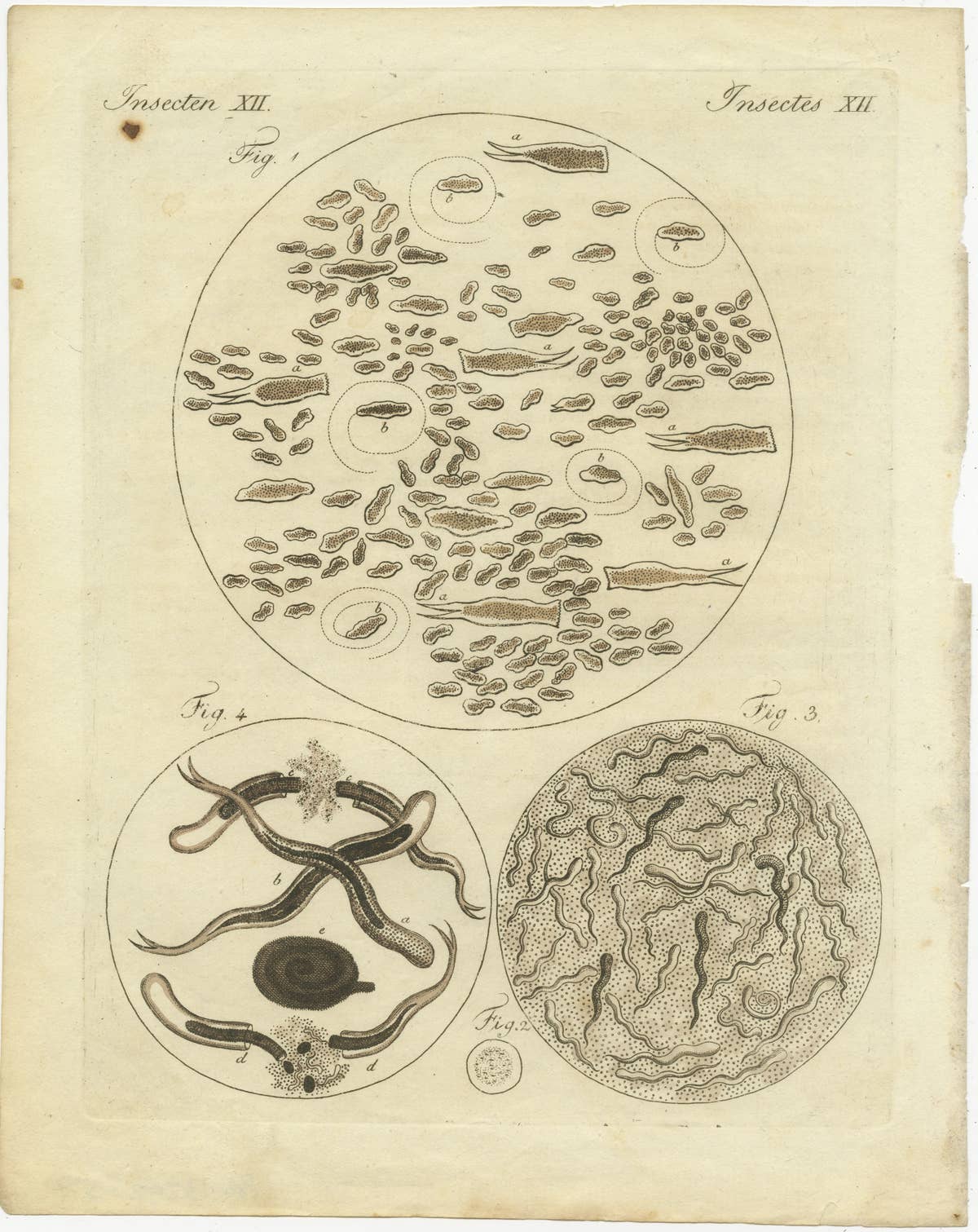 Microscopic Study of Insect Anatomy: Hand-Colored Engraving from Bertuch, 1798