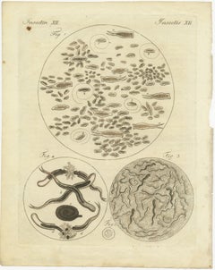 Microscopic Study of Insect Anatomy: Hand-Colored Engraving from Bertuch, 1798
