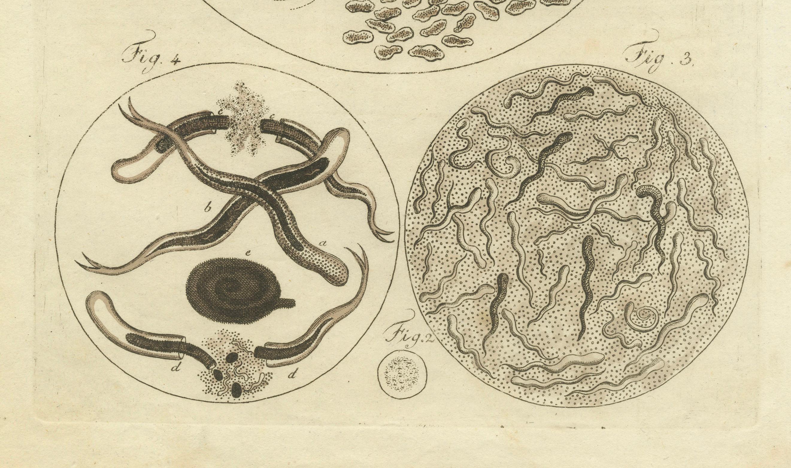 Engraved Microscopic Study of Insect Anatomy: Hand-Colored Engraving from Bertuch, 1798 For Sale