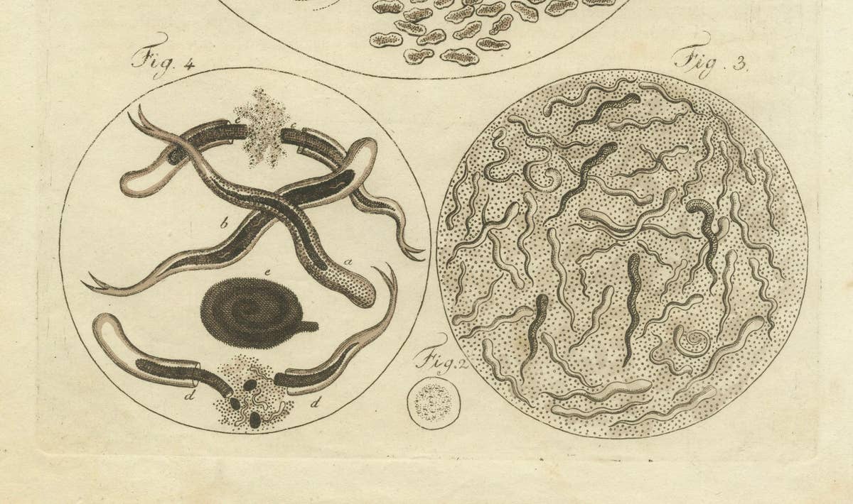 Microscopic Study of Insect Anatomy: Hand-Colored Engraving from Bertuch, 1798