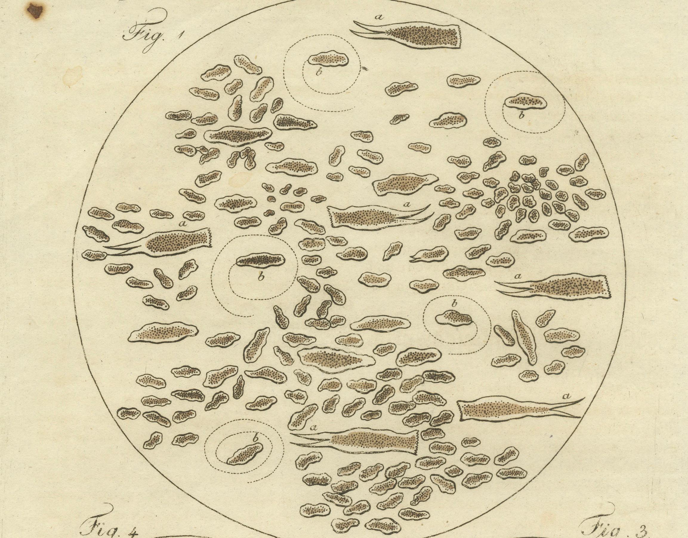 Microscopic Study of Insect Anatomy: Hand-Colored Engraving from Bertuch, 1798 In Good Condition For Sale In Langweer, NL