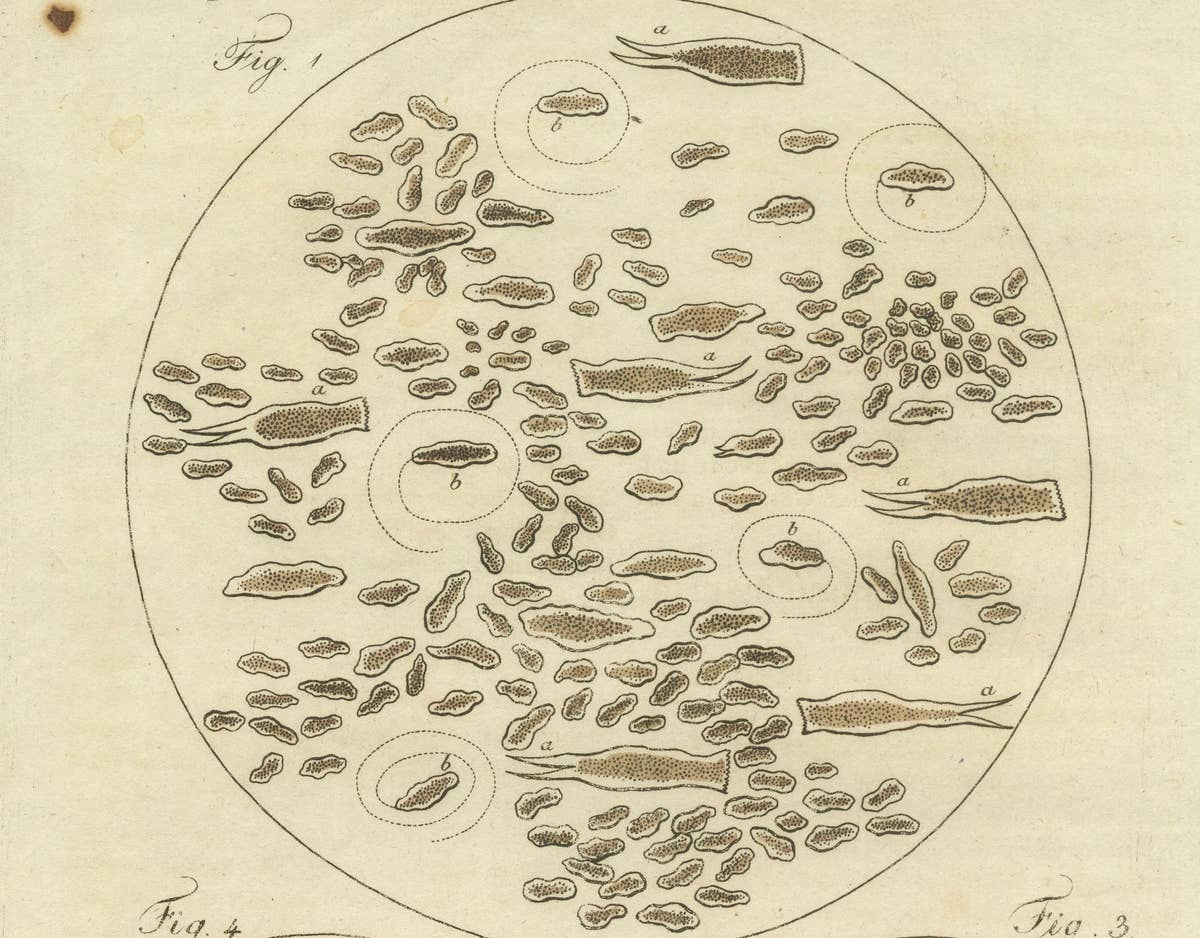 Microscopic Study of Insect Anatomy: Hand-Colored Engraving from Bertuch, 1798
