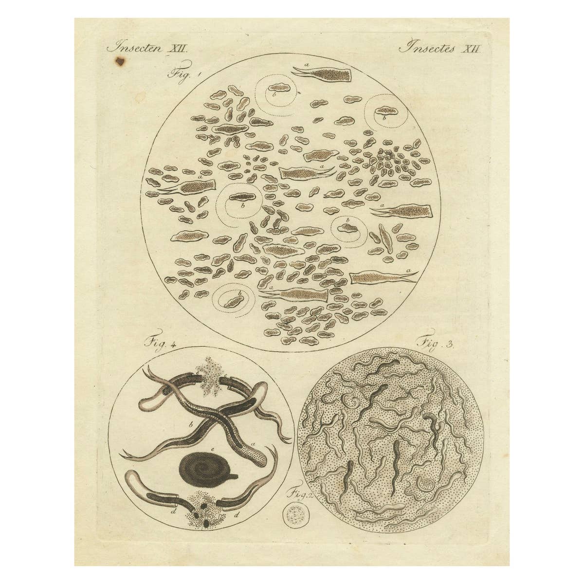Microscopic Study of Insect Anatomy: Hand-Colored Engraving from Bertuch, 1798