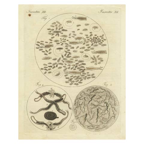 Microscopic Study of Insect Anatomy: Hand-Colored Engraving from Bertuch, 1798