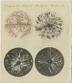 Microscopic Views of Metallic Crystal Trees: Copper, Lead, Pewter and Zinc, 1805