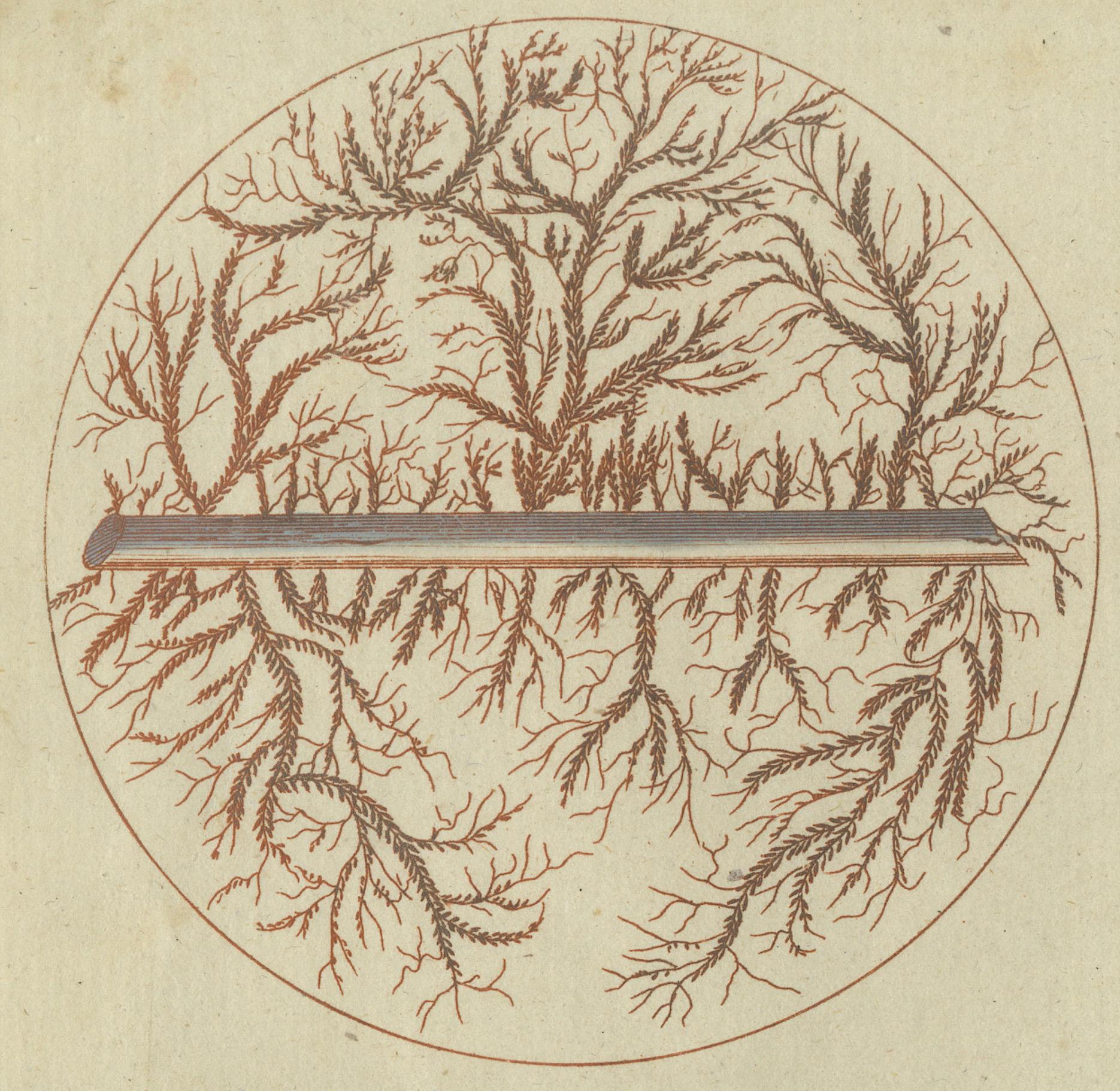 Early 19th Century Microscopic Views of Metallic Crystal Trees: Copper, Lead, Pewter and Zinc, 1805 For Sale