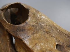 Mid 19th Century Anatomical Study of a Horse Skull with Provenance