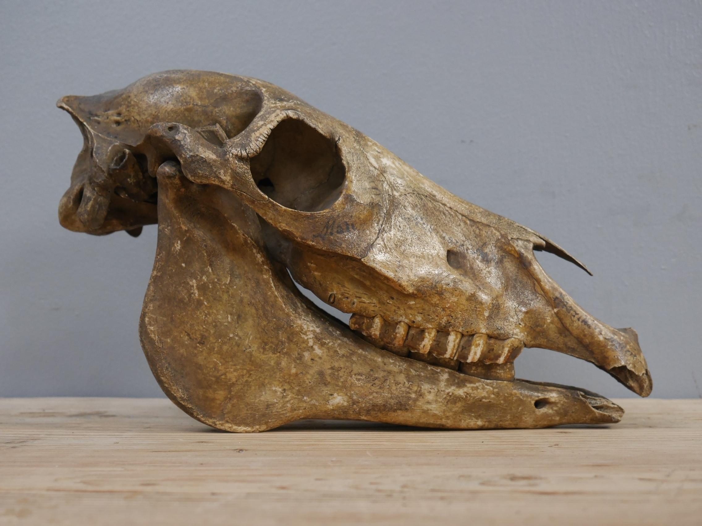 British Mid 19th Century Anatomical Study of a Horse Skull with Provenance