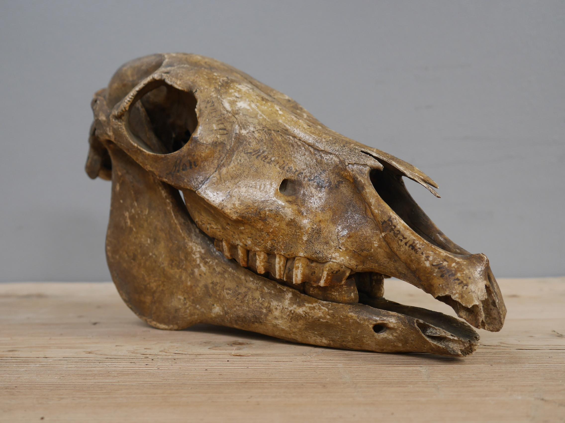 Mid 19th Century Anatomical Study of a Horse Skull with Provenance 1