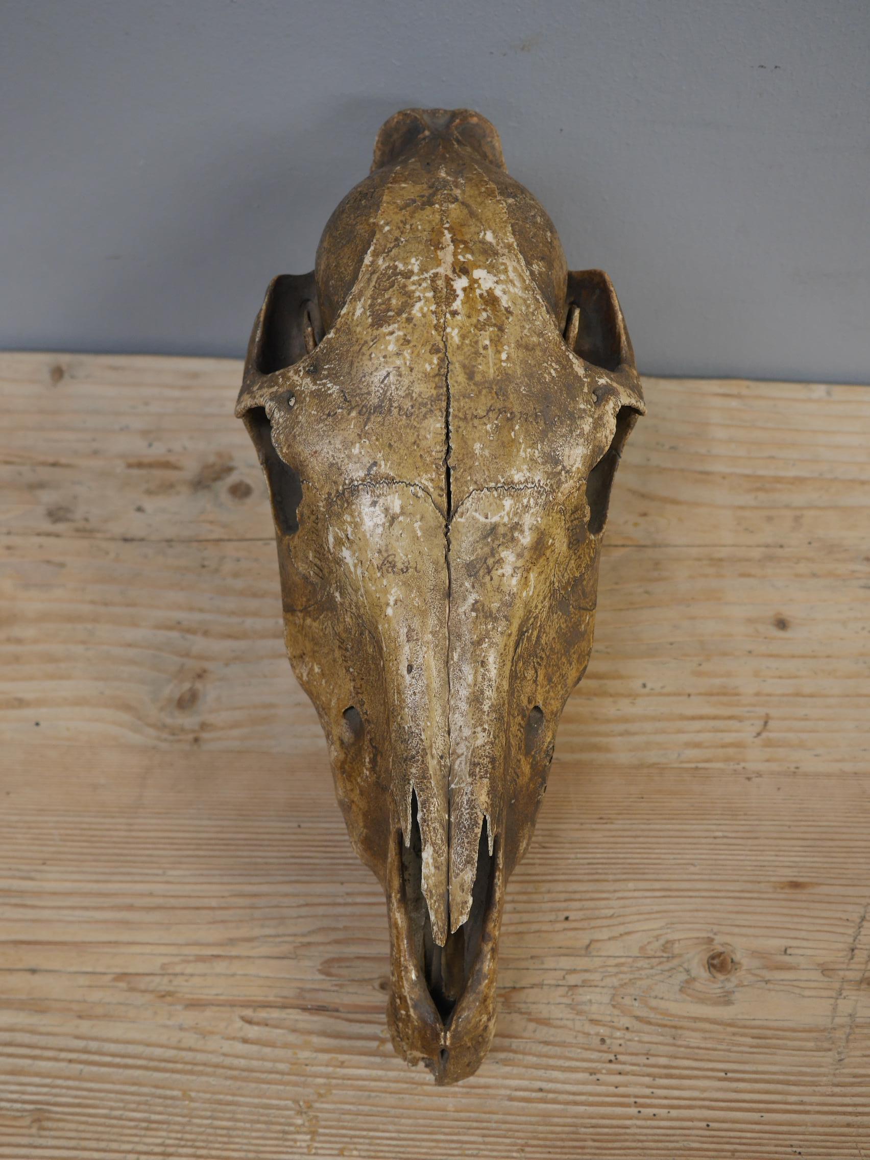 Mid 19th Century Anatomical Study of a Horse Skull with Provenance 3