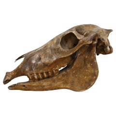 Étude anatomique d'un crâne de cheval avec provenance, milieu du 19e siècle