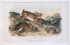 Mid-19th Century "Grey Rabbits, Old & Young" Audubon Print