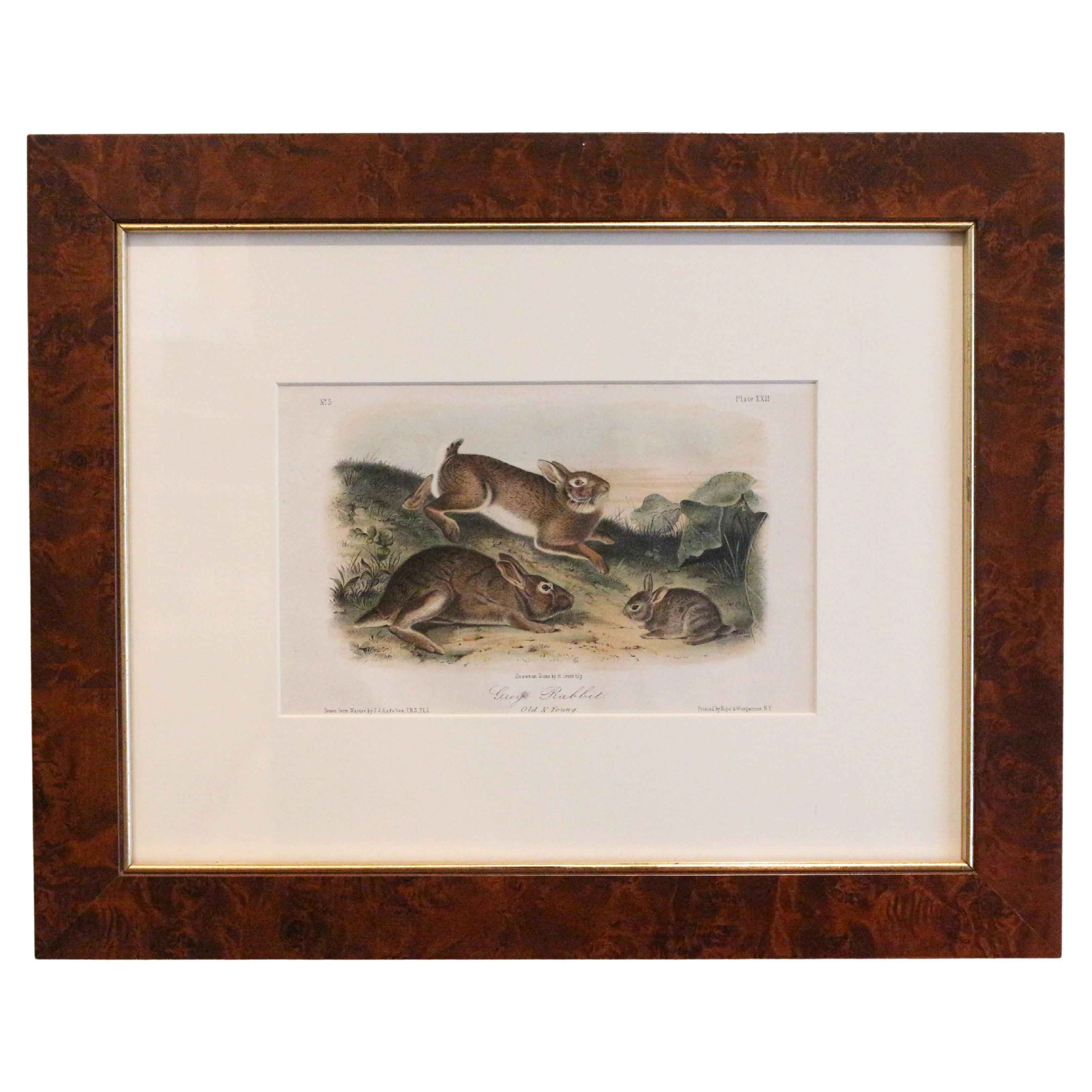 „Grey Rabbits, Old & Young“ Audubon-Druck aus der Mitte des 19. Jahrhunderts