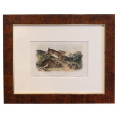 Antique Mid-19th Century "Grey Rabbits, Old & Young" Audubon Print