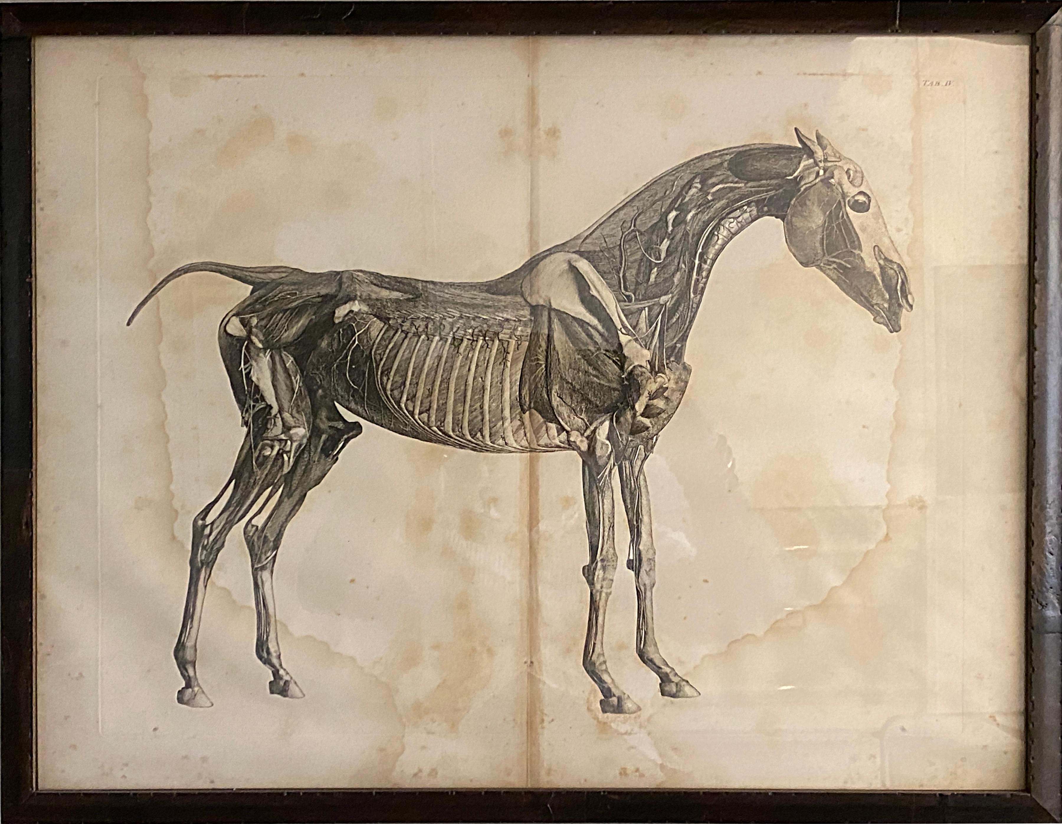 Mid-19th Century Large Equine Horse Print Engravings Collection of 12 Framed 5