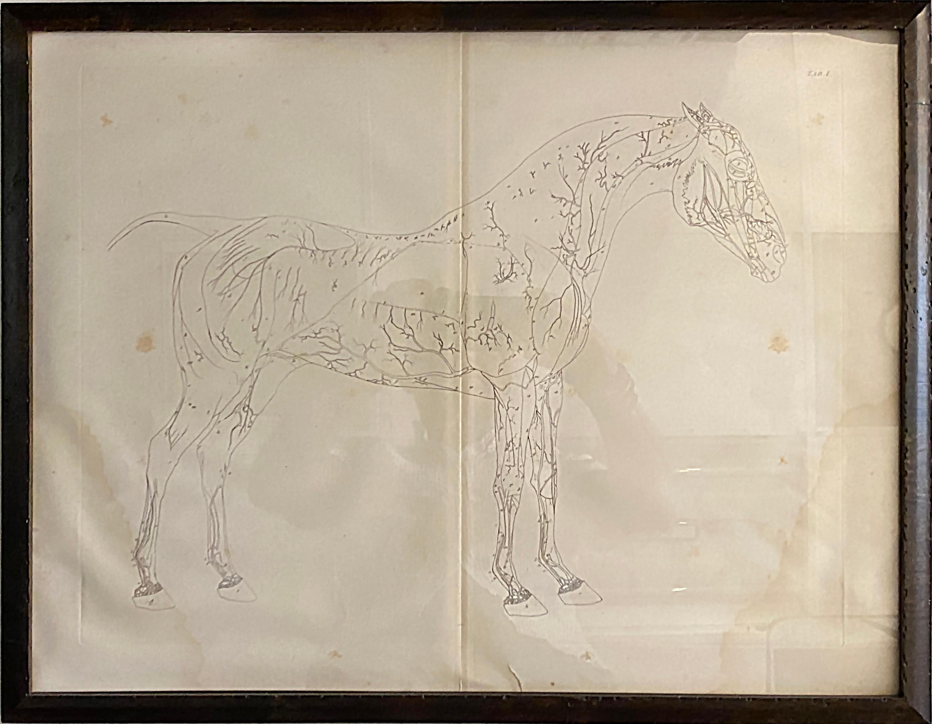 Mid-19th Century Large Equine Horse Print Engravings Collection of 12 Framed 6