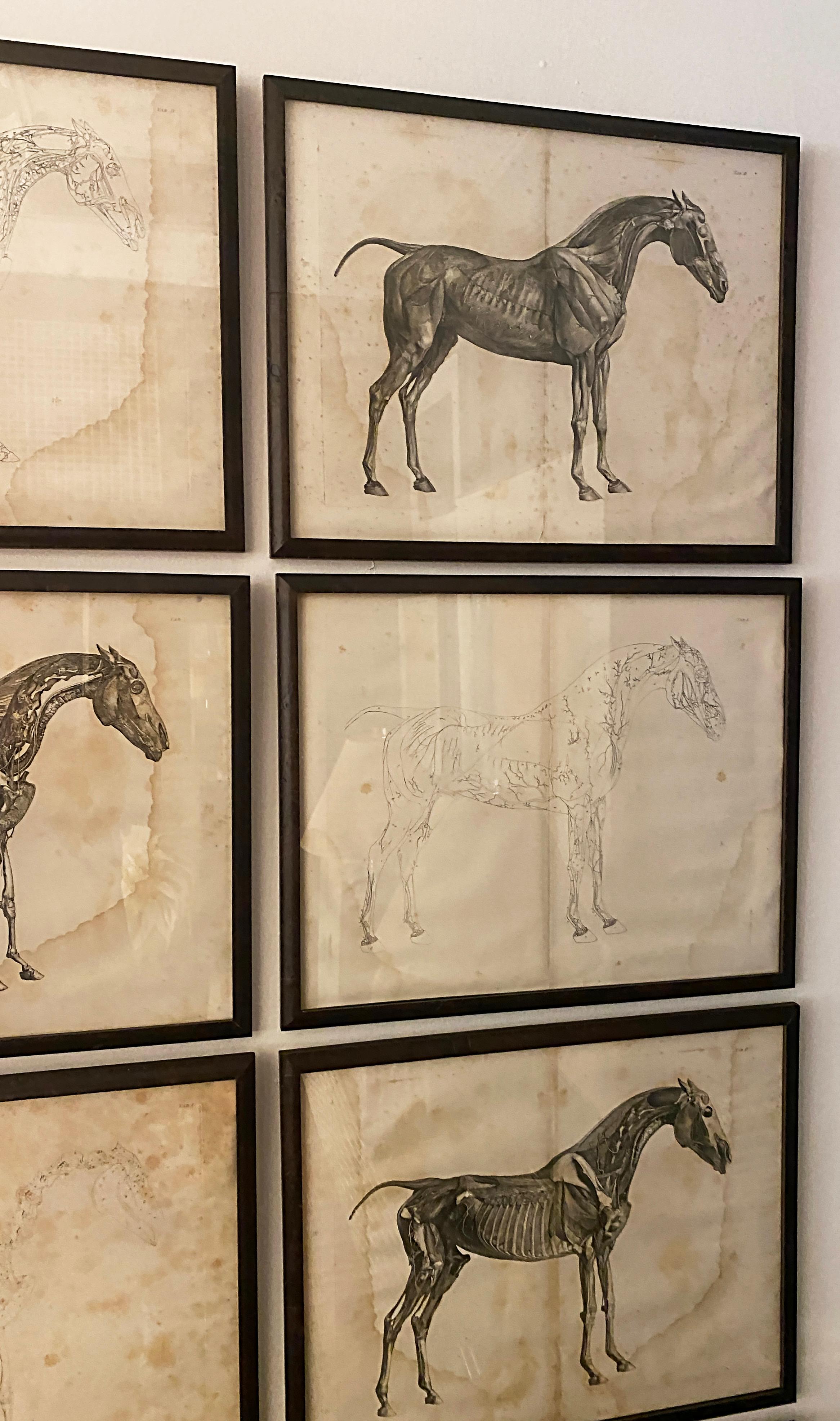 Mid-19th Century Large Equine Horse Print Engravings Collection of 12 Framed 8