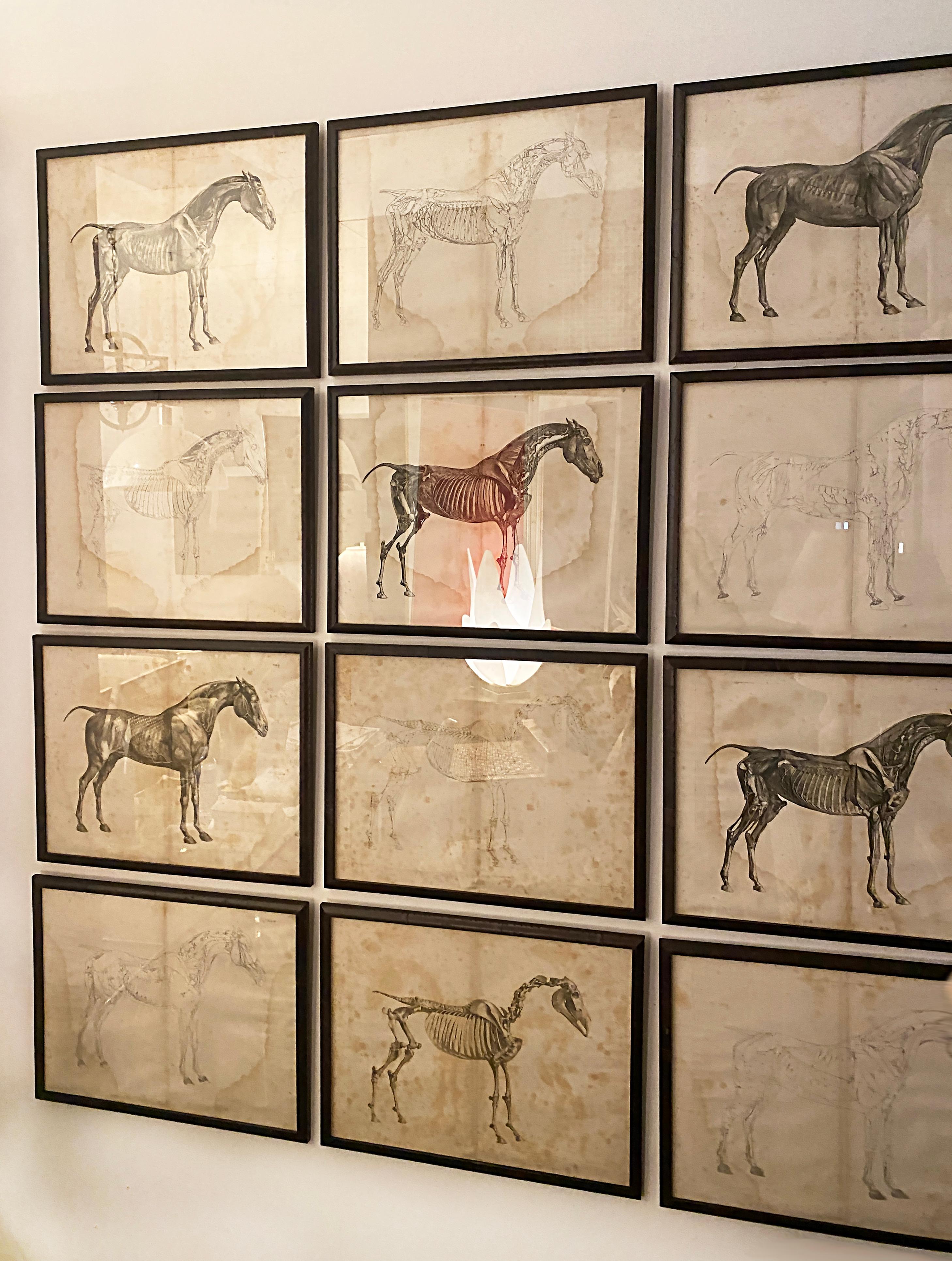 Mid-19th Century Large Equine Horse Print Engravings Collection of 12 Framed 9