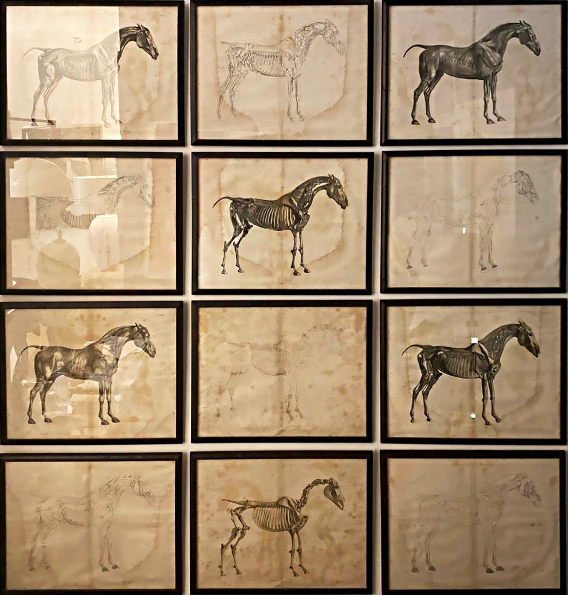 Mid-19th Century Large Equine Horse Print Engravings Collection of 12 Framed 10