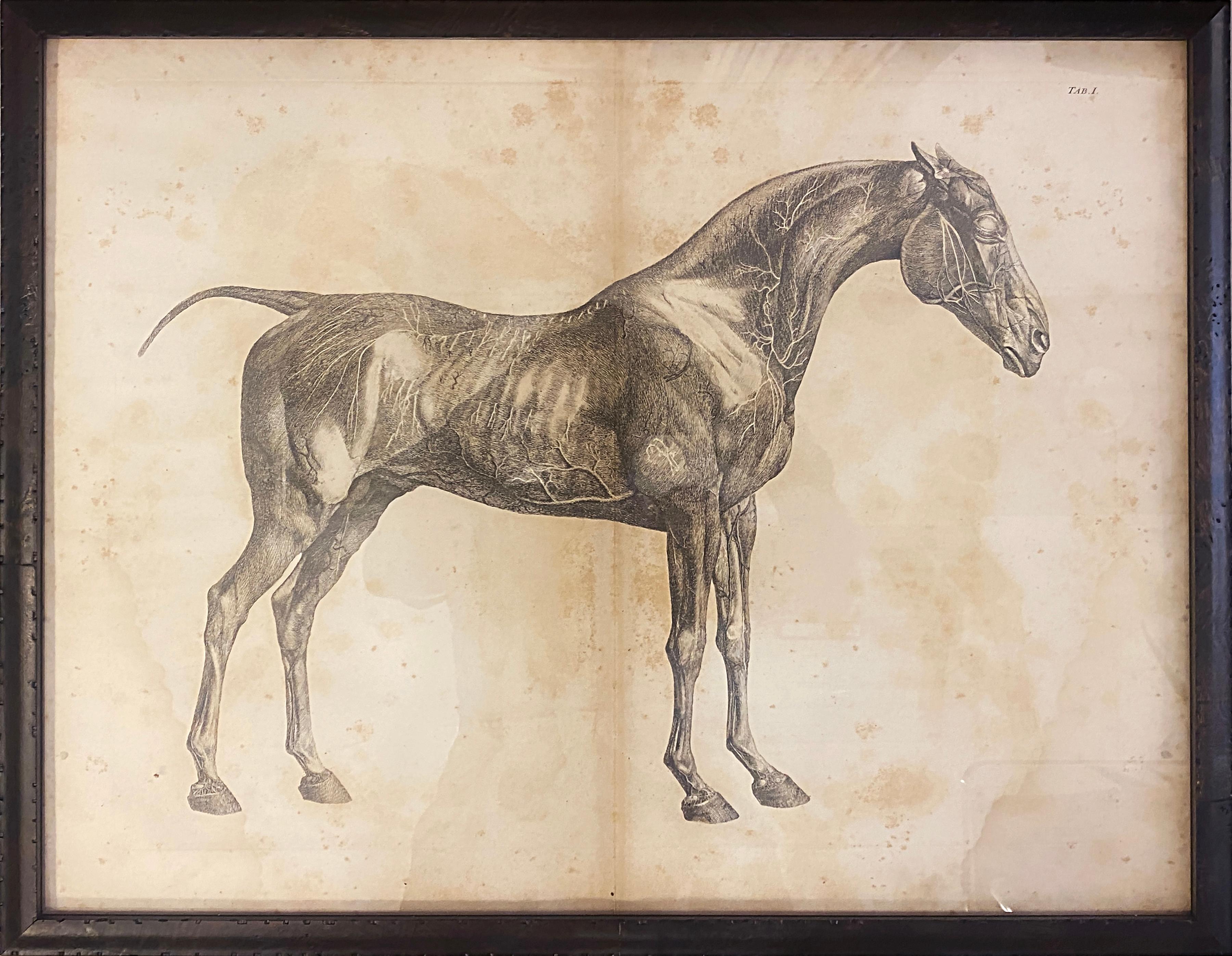 Mid-19th Century Large Equine Horse Print Engravings Collection of 12 Framed

Offered for sale is a collection of twelve (12) engravings from 1853 depicting the anatomy and musculature of a horse. The individual prints are overscale double-folio