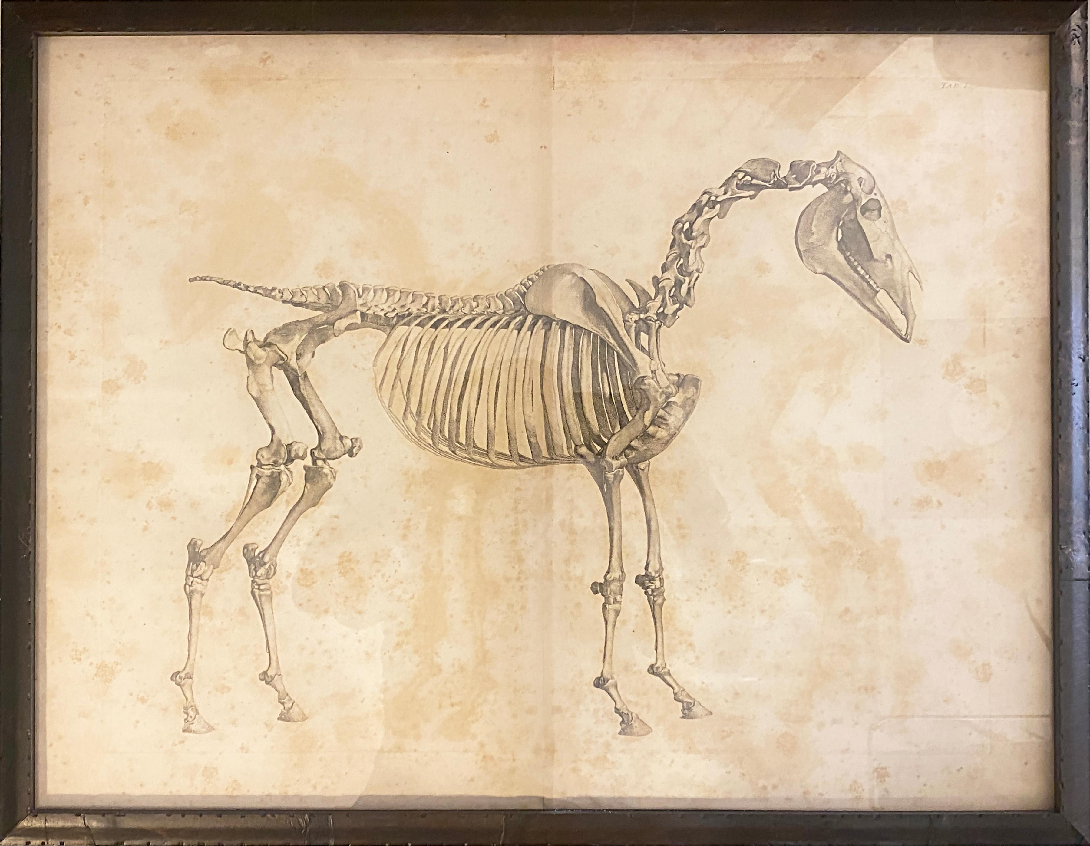 Mid-19th Century Large Equine Horse Print Engravings Collection of 12 Framed In Fair Condition In Miami, FL