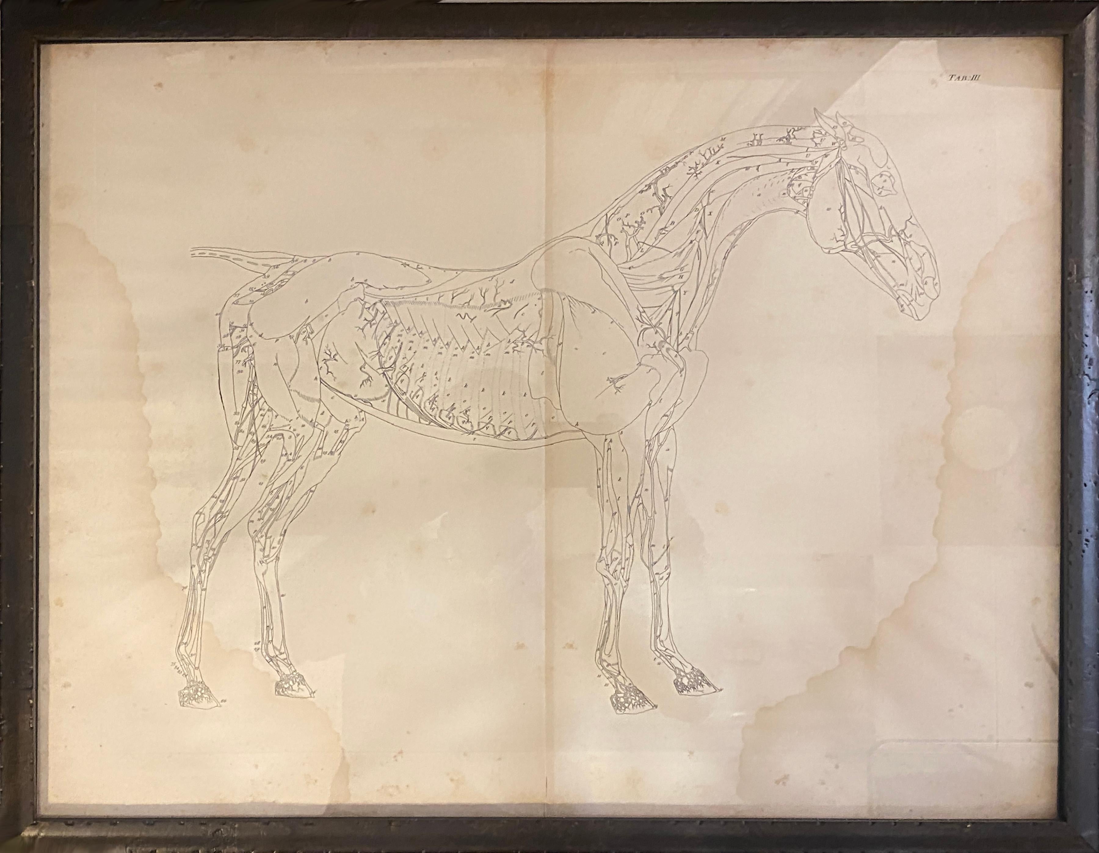 Glass Mid-19th Century Large Equine Horse Print Engravings Collection of 12 Framed