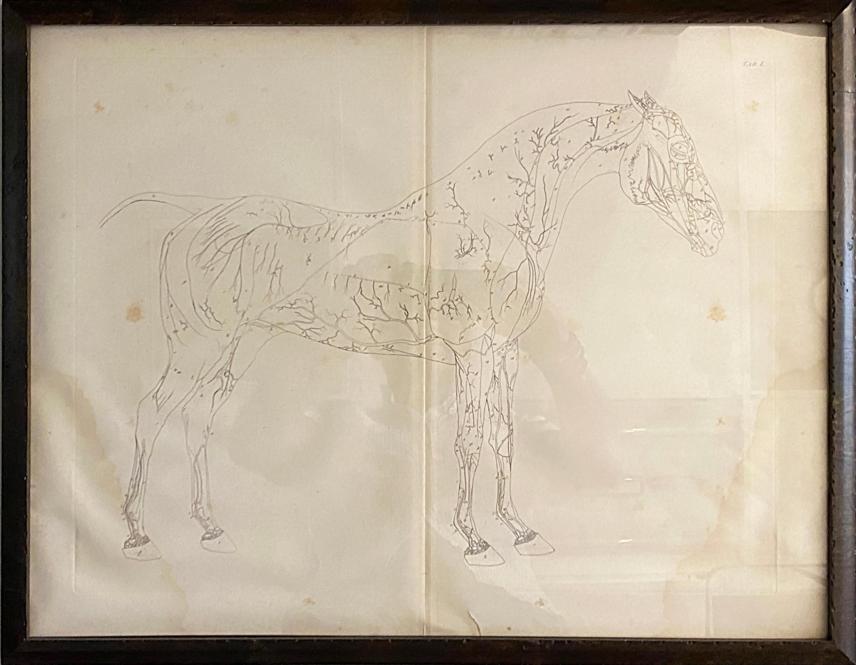 Mid-19th Century Large Equine Horse Print Engravings Collection of 12 Framed 1