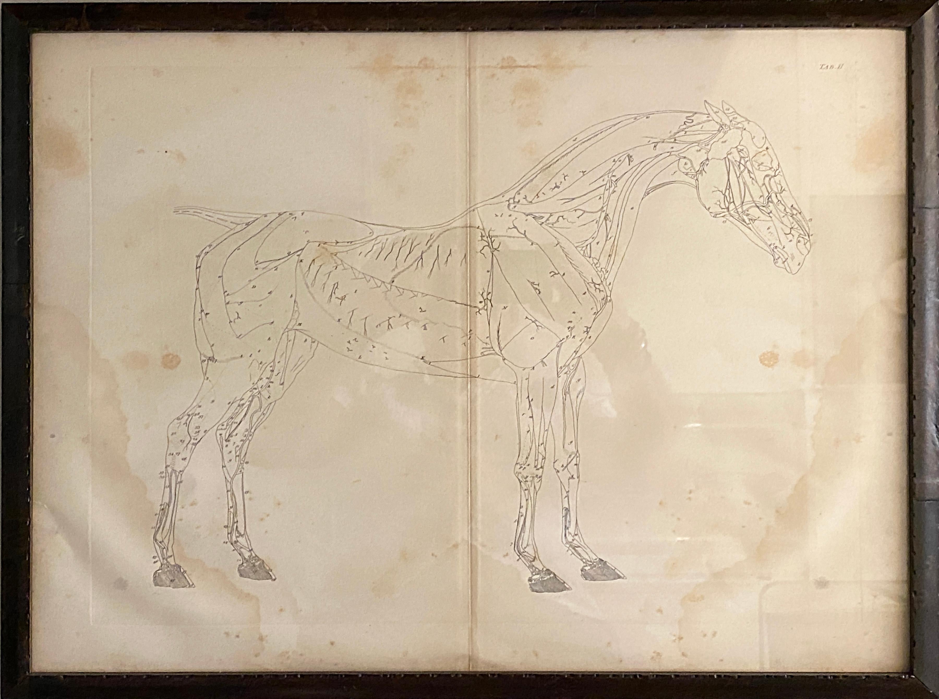 Mid-19th Century Large Equine Horse Print Engravings Collection of 12 Framed 4