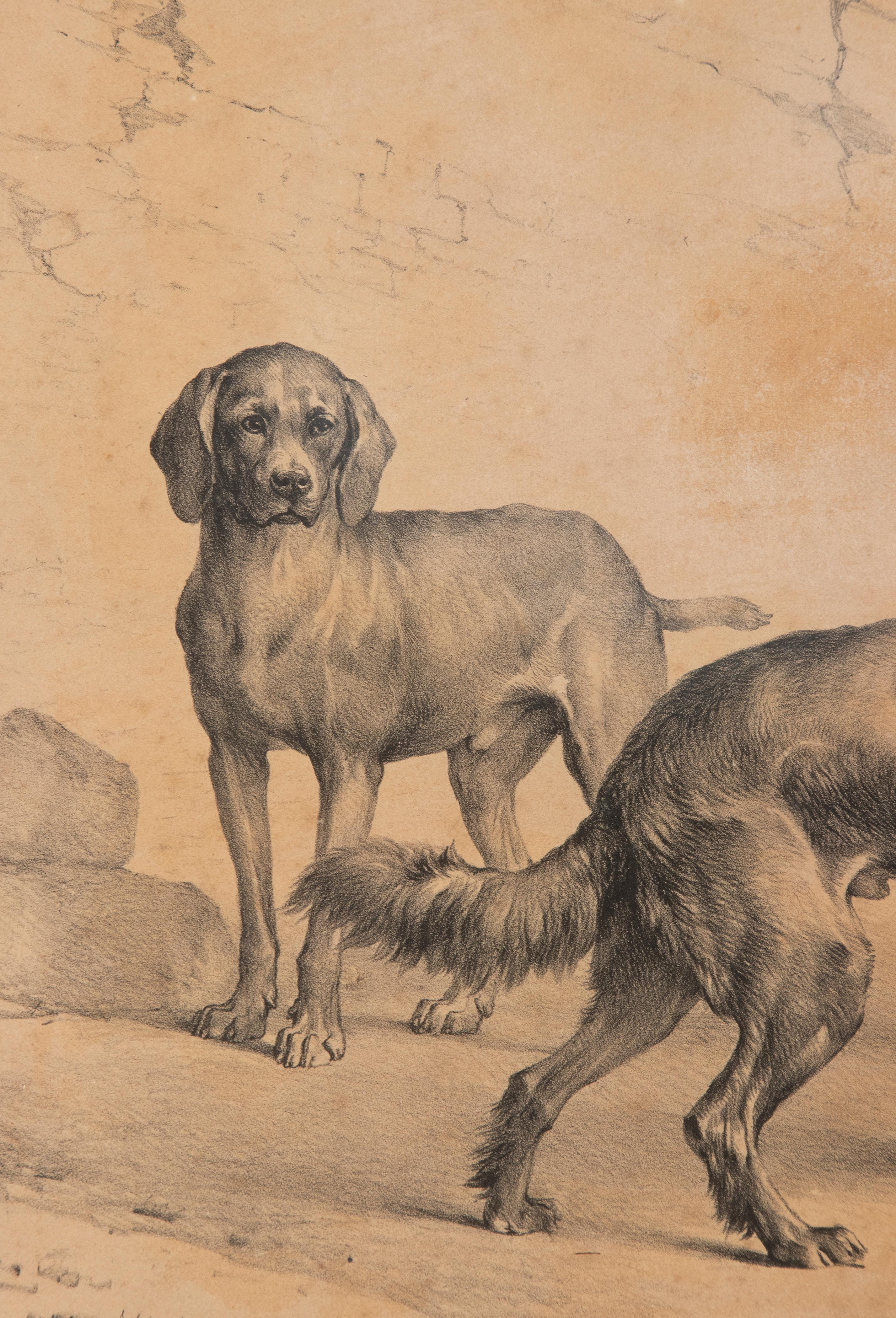 Mid-19th Century Litho of Dogs by Eugène Verboeckhoven For Sale 5