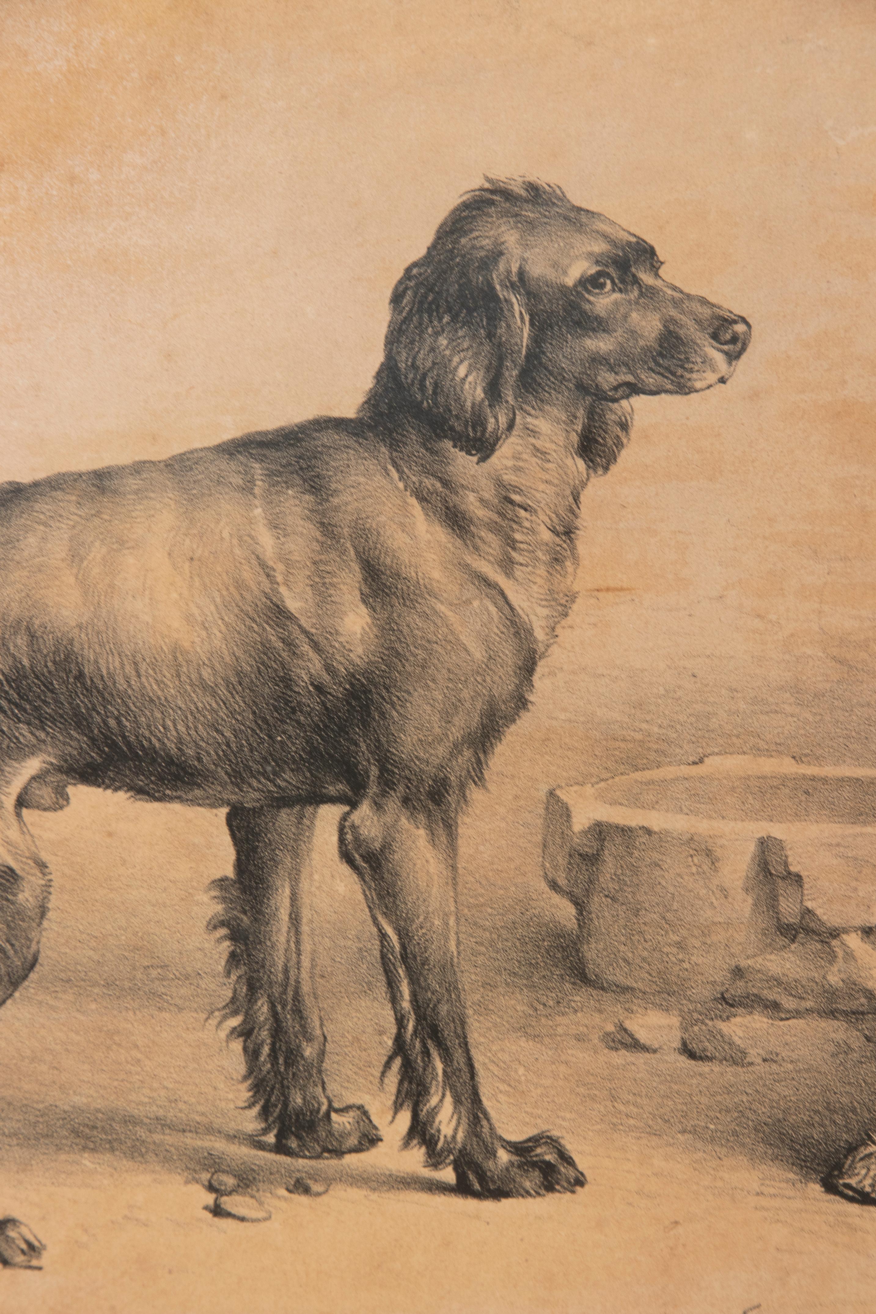 Mid-19th Century Litho of Dogs by Eugène Verboeckhoven For Sale 7