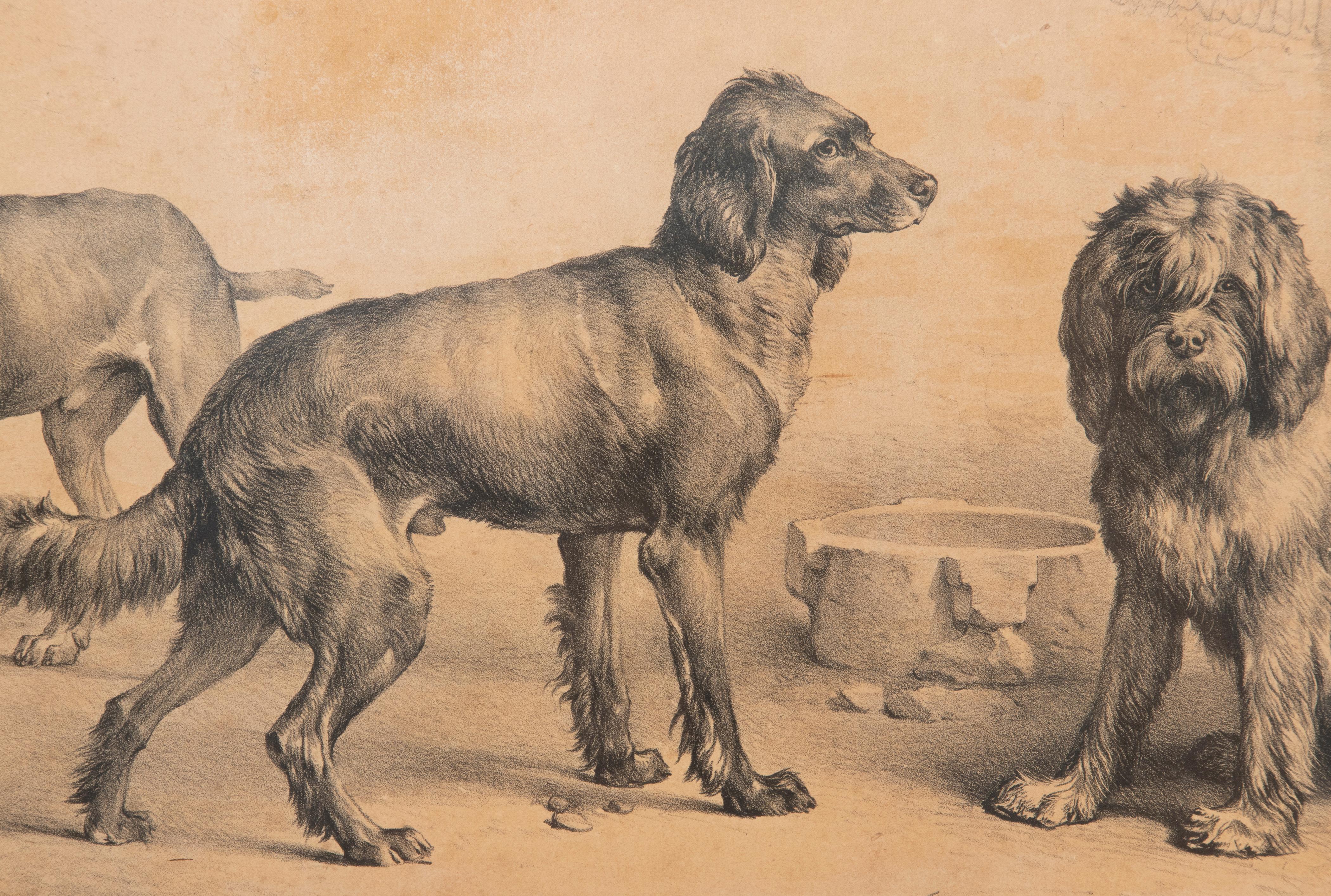 Belge Litho de chiens du milieu du 19e siècle par Eugène Verboeckhoven en vente