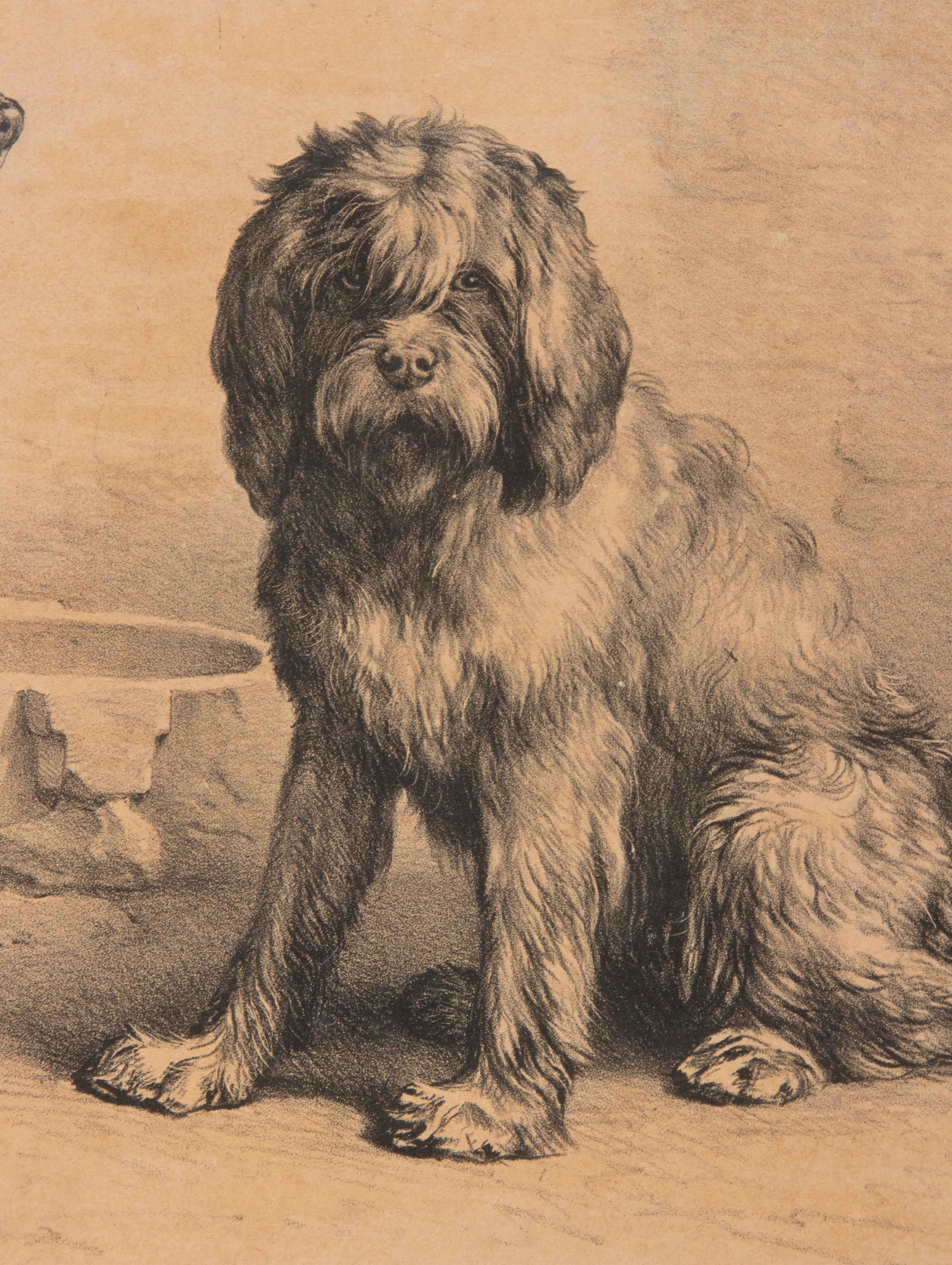 XIXe siècle Litho de chiens du milieu du 19e siècle par Eugène Verboeckhoven en vente