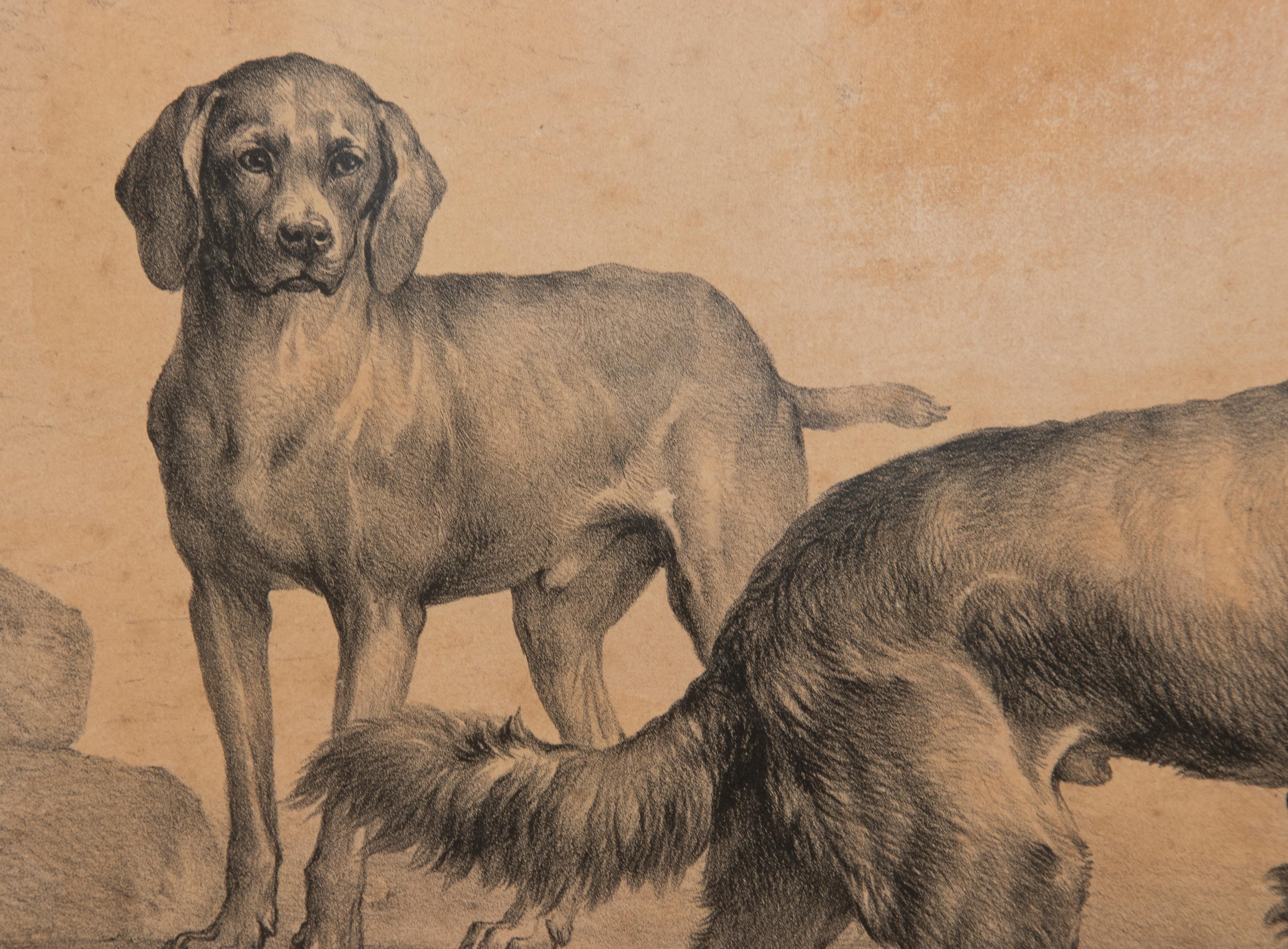 Mid-19th Century Litho of Dogs by Eugène Verboeckhoven For Sale 1