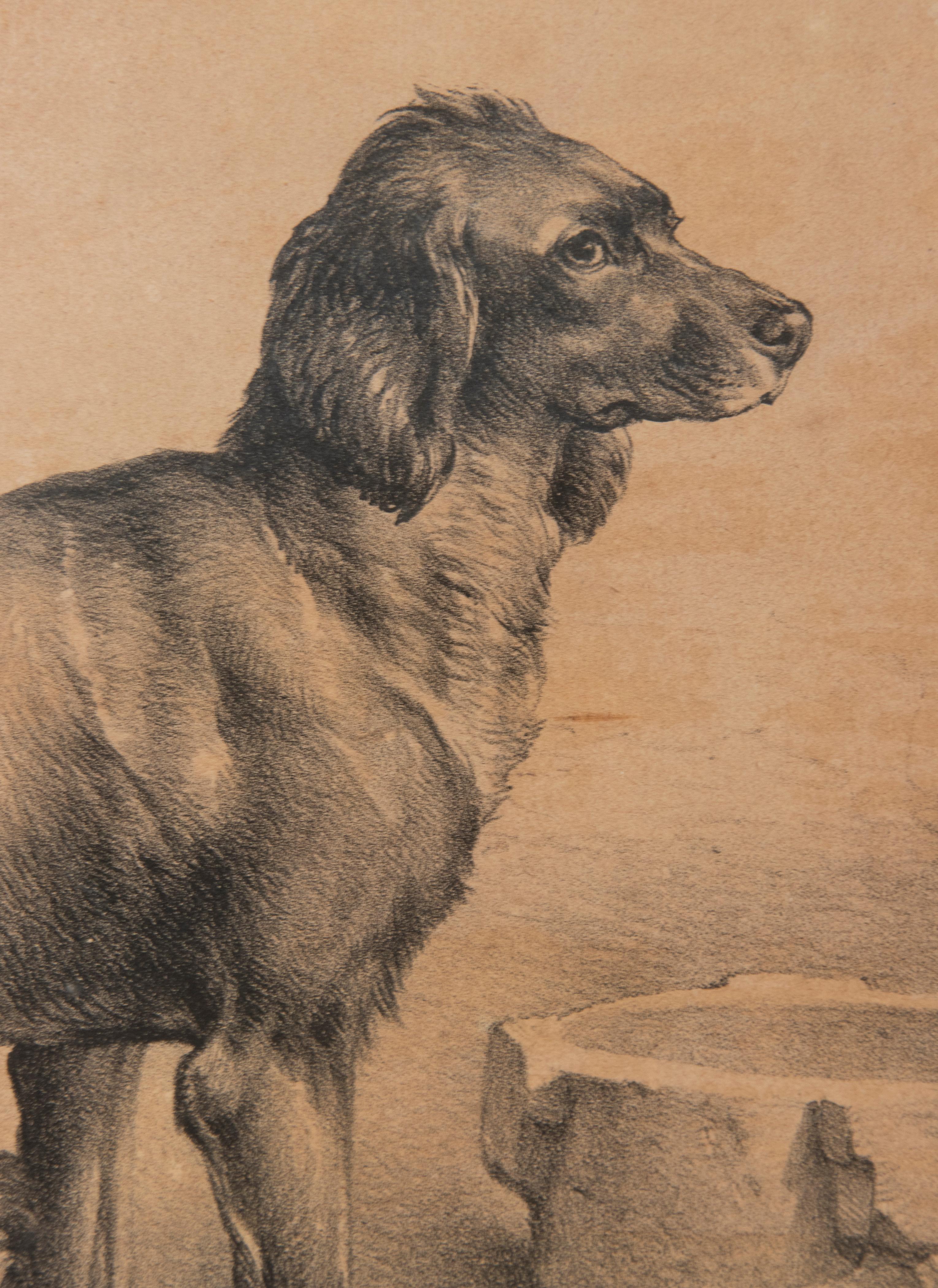 Mid-19th Century Litho of Dogs by Eugène Verboeckhoven For Sale 2