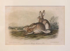 Mid-19th Century "Townsend's Rocky Mountain Hare" Audubon Print
