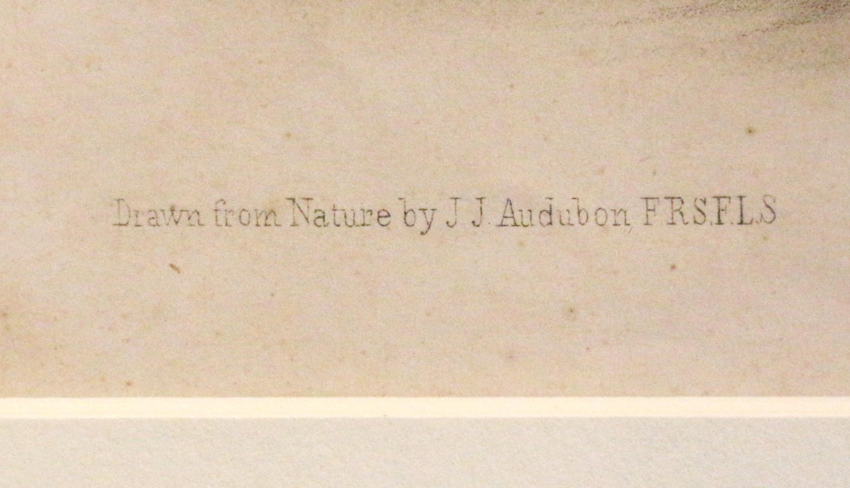 Mitte des 19. Jahrhunderts „Townsend's Rocky Mountain Hare“ Audubon-Druck (Romantik) im Angebot