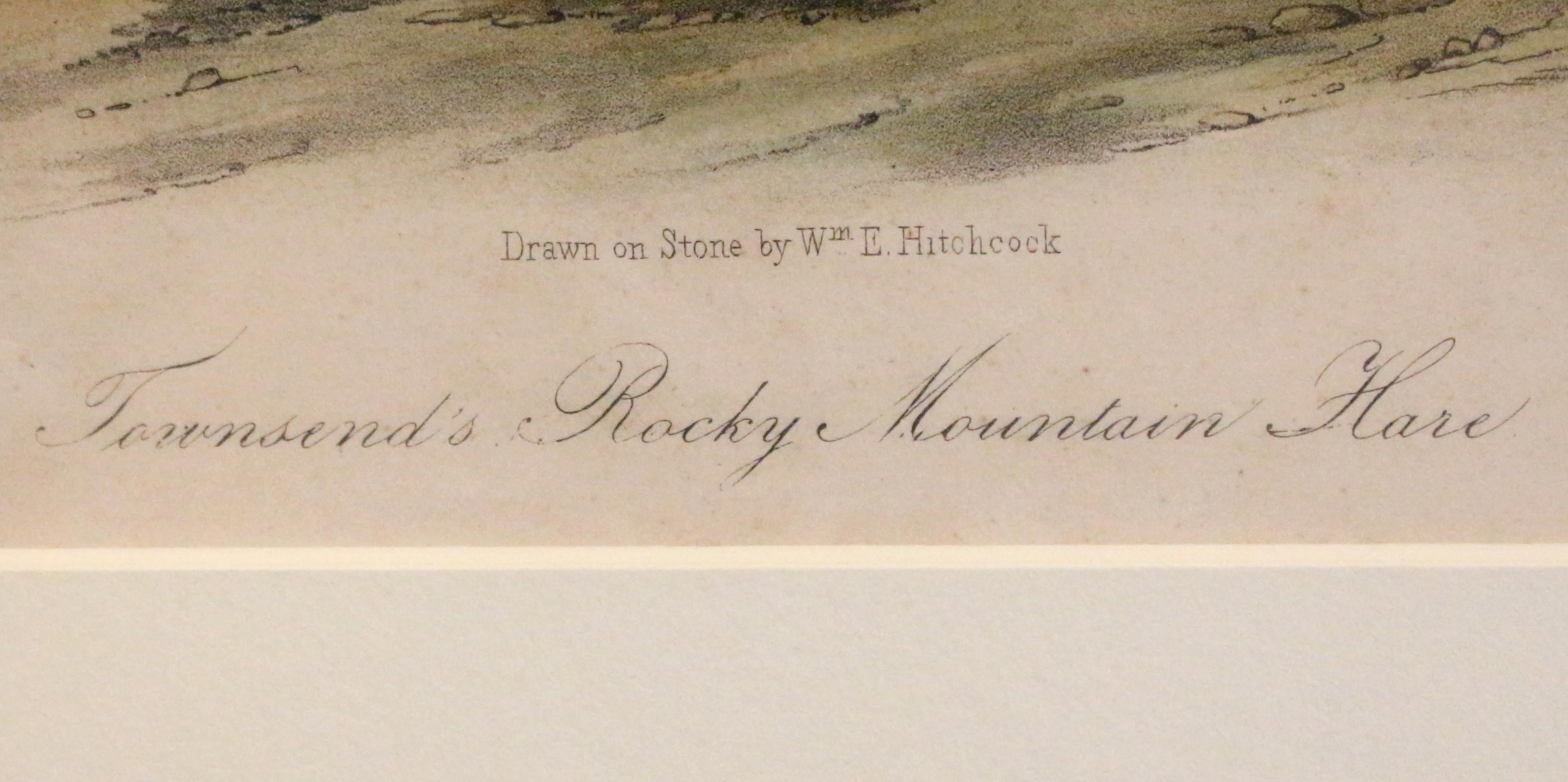 Mitte des 19. Jahrhunderts „Townsend's Rocky Mountain Hare“ Audubon-Druck im Zustand „Gut“ im Angebot in Chapel Hill, NC