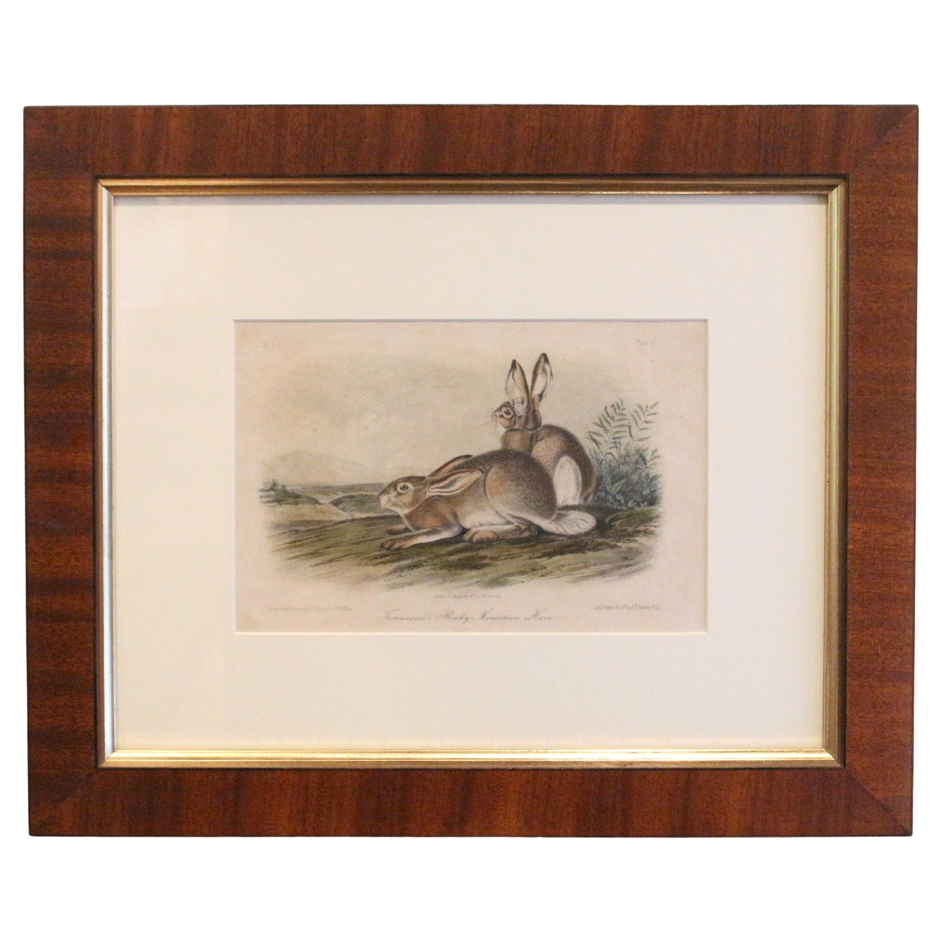 Mid-19th Century "Townsend's Rocky Mountain Hare" Audubon Print For Sale