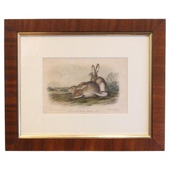 Mid-19th Century "Townsend's Rocky Mountain Hare" Audubon Print