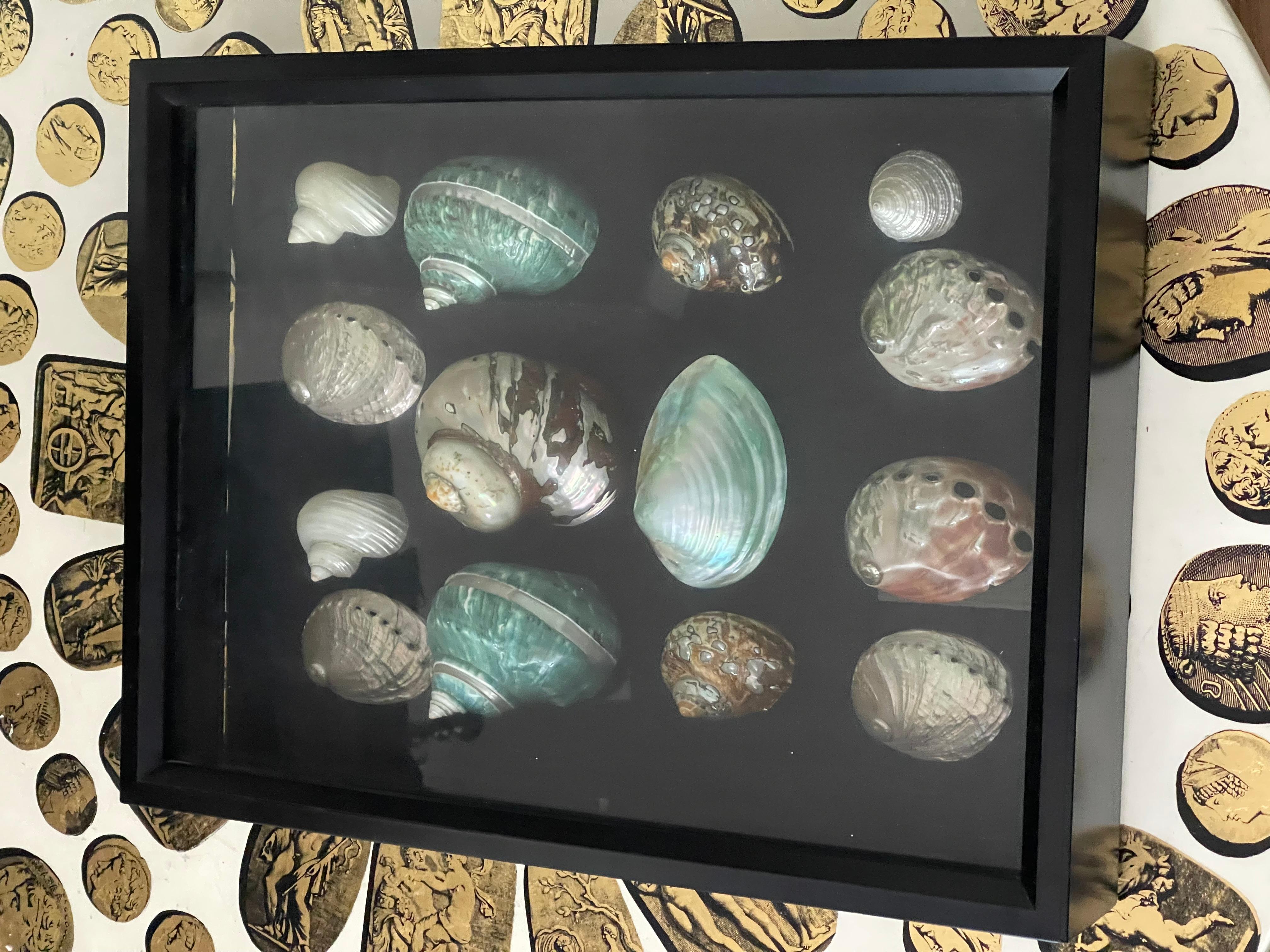 Una selezione speciale di conchiglie turbo di grandi dimensioni in diversi colori, altre conchiglie in una scatola d'ombra.