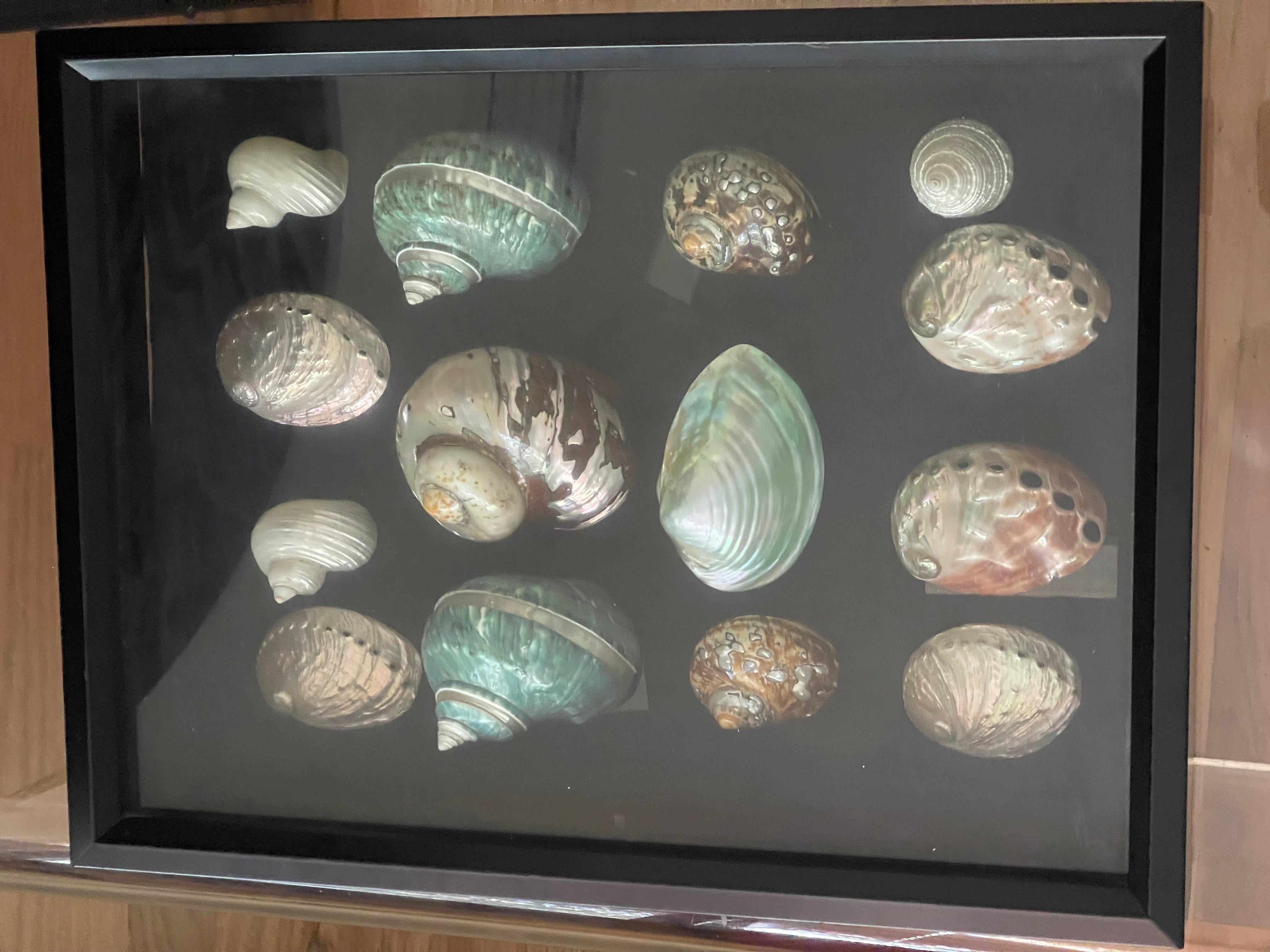 Organico moderno Selezione di conchiglie di mare della metà del 20° secolo in una scatola d'ombra in vendita