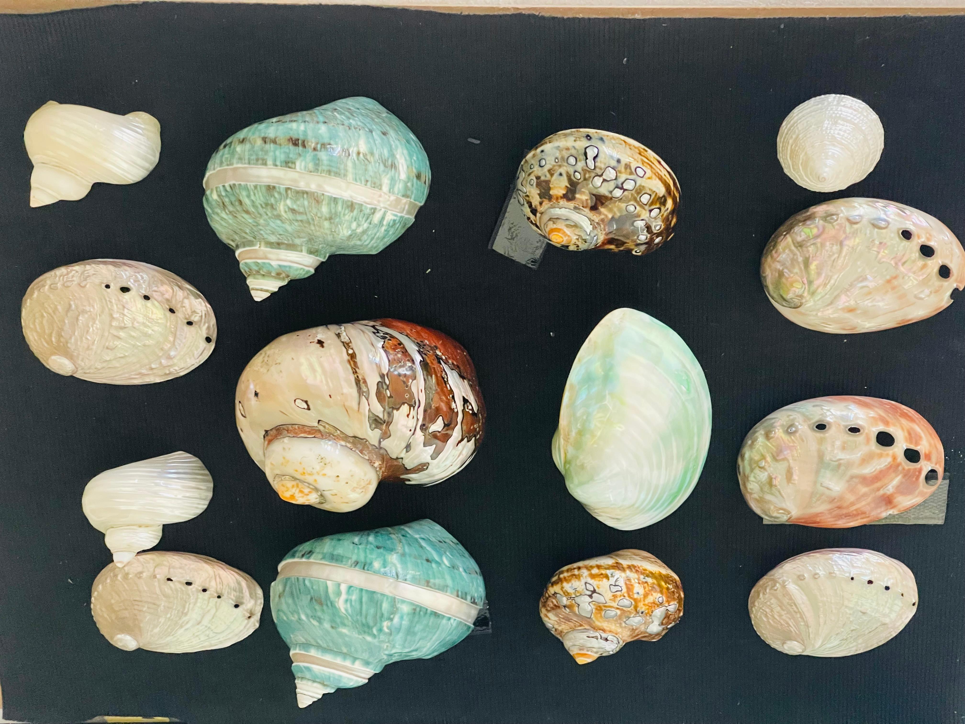 Americano Selezione di conchiglie di mare della metà del 20° secolo in una scatola d'ombra in vendita