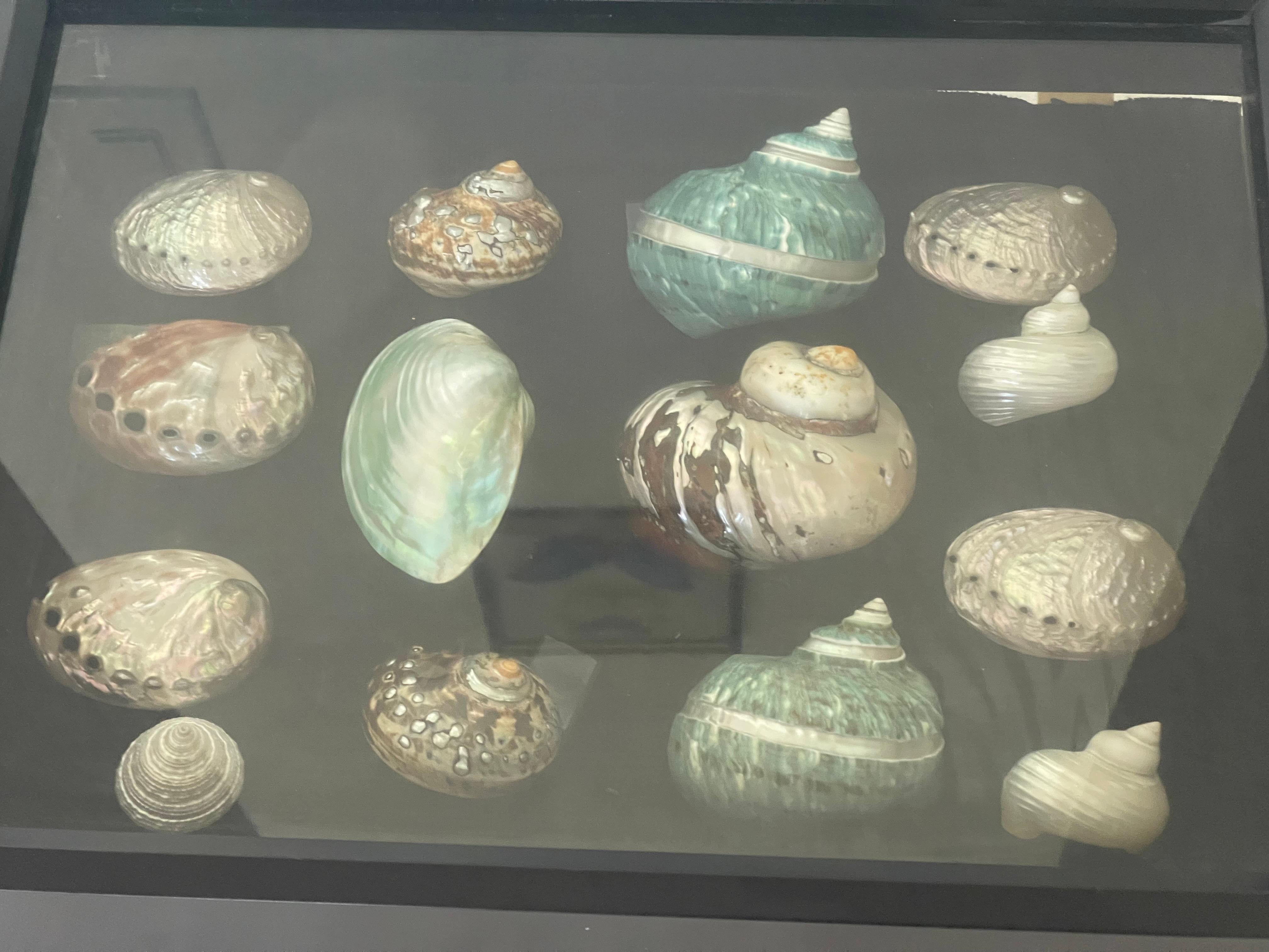 Selezione di conchiglie di mare della metà del 20° secolo in una scatola d'ombra In condizioni buone in vendita a Boca Raton, FL