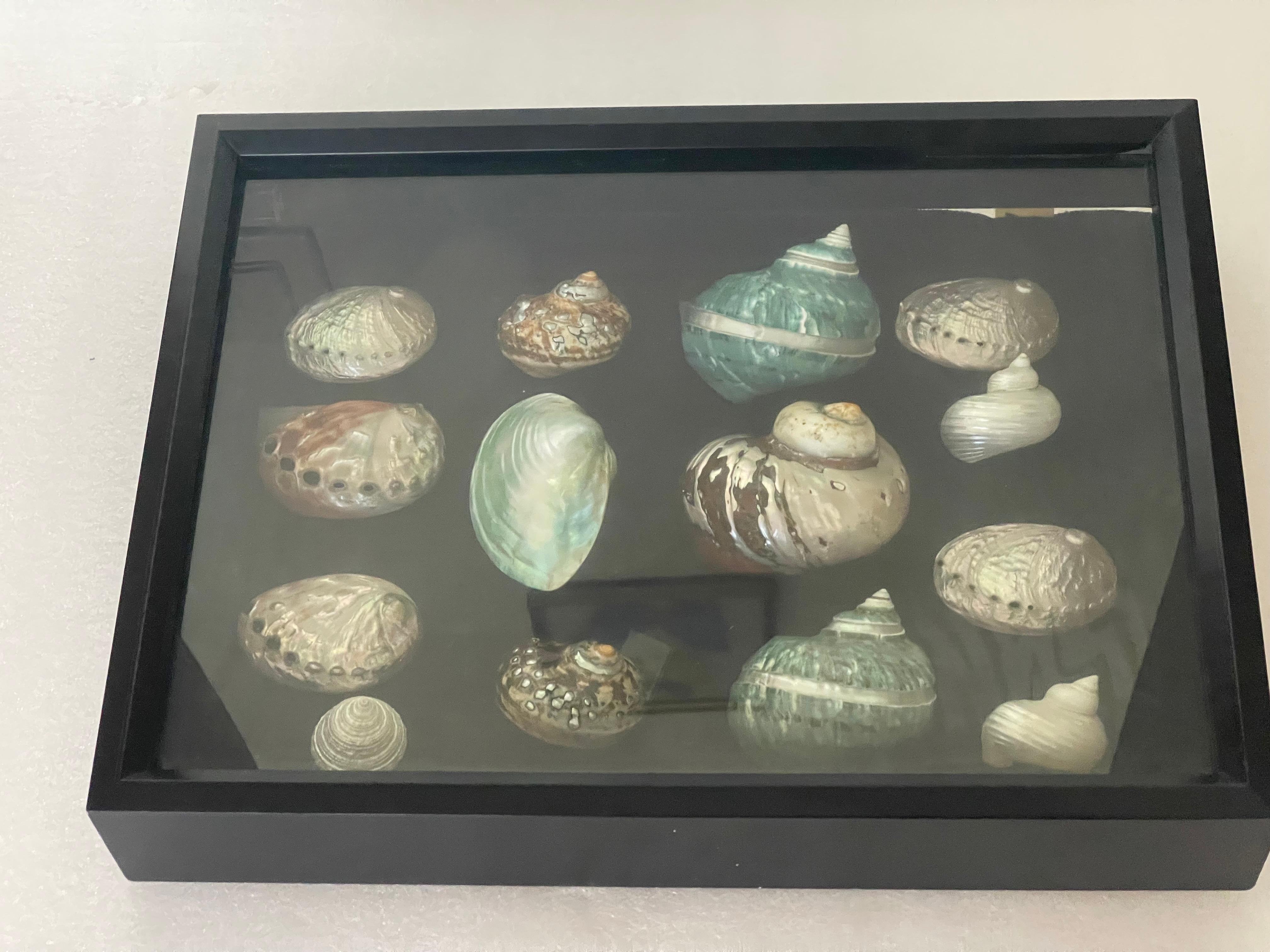 Metà XX secolo Selezione di conchiglie di mare della metà del 20° secolo in una scatola d'ombra in vendita