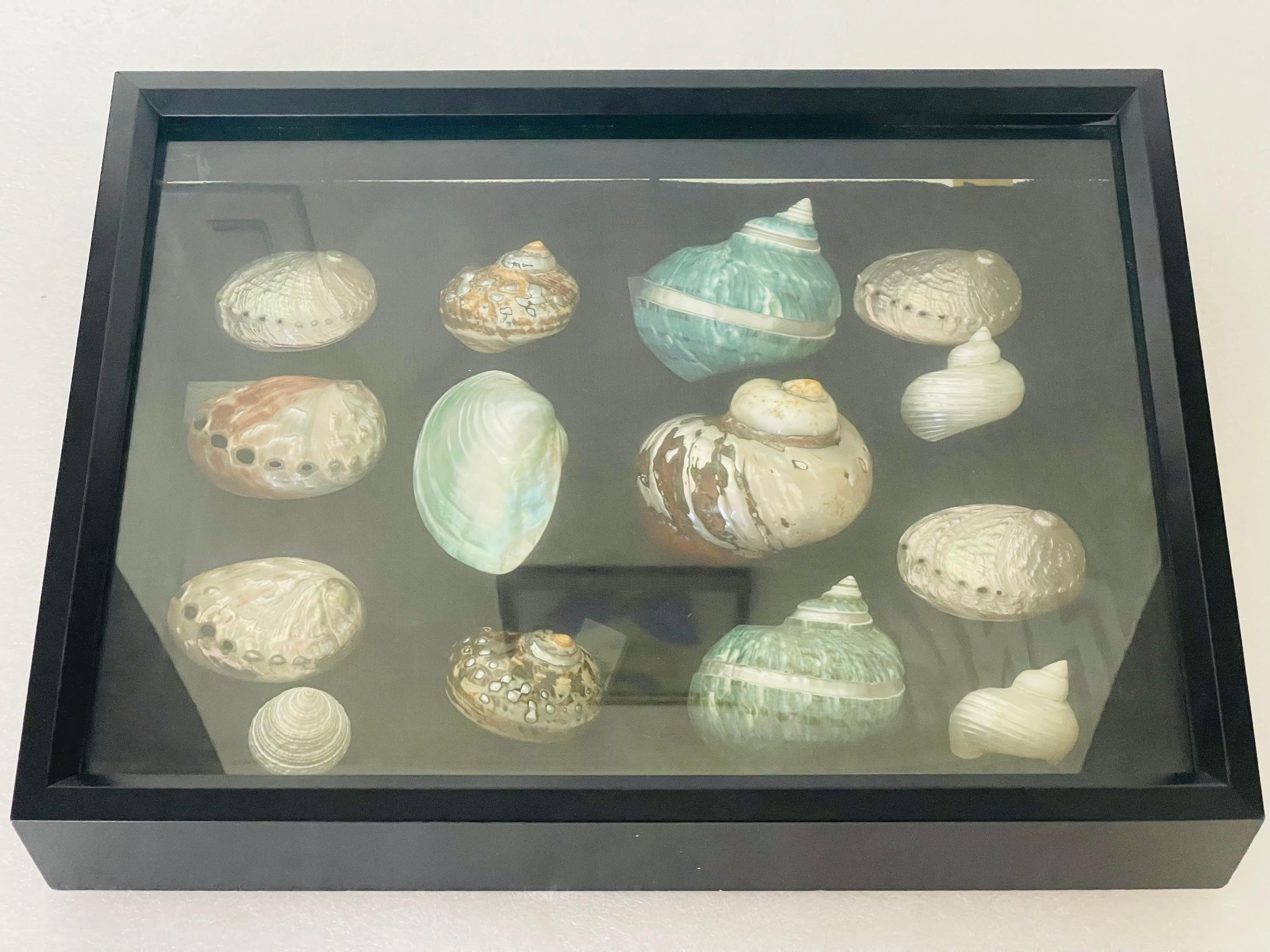 Conchiglia Selezione di conchiglie di mare della metà del 20° secolo in una scatola d'ombra in vendita