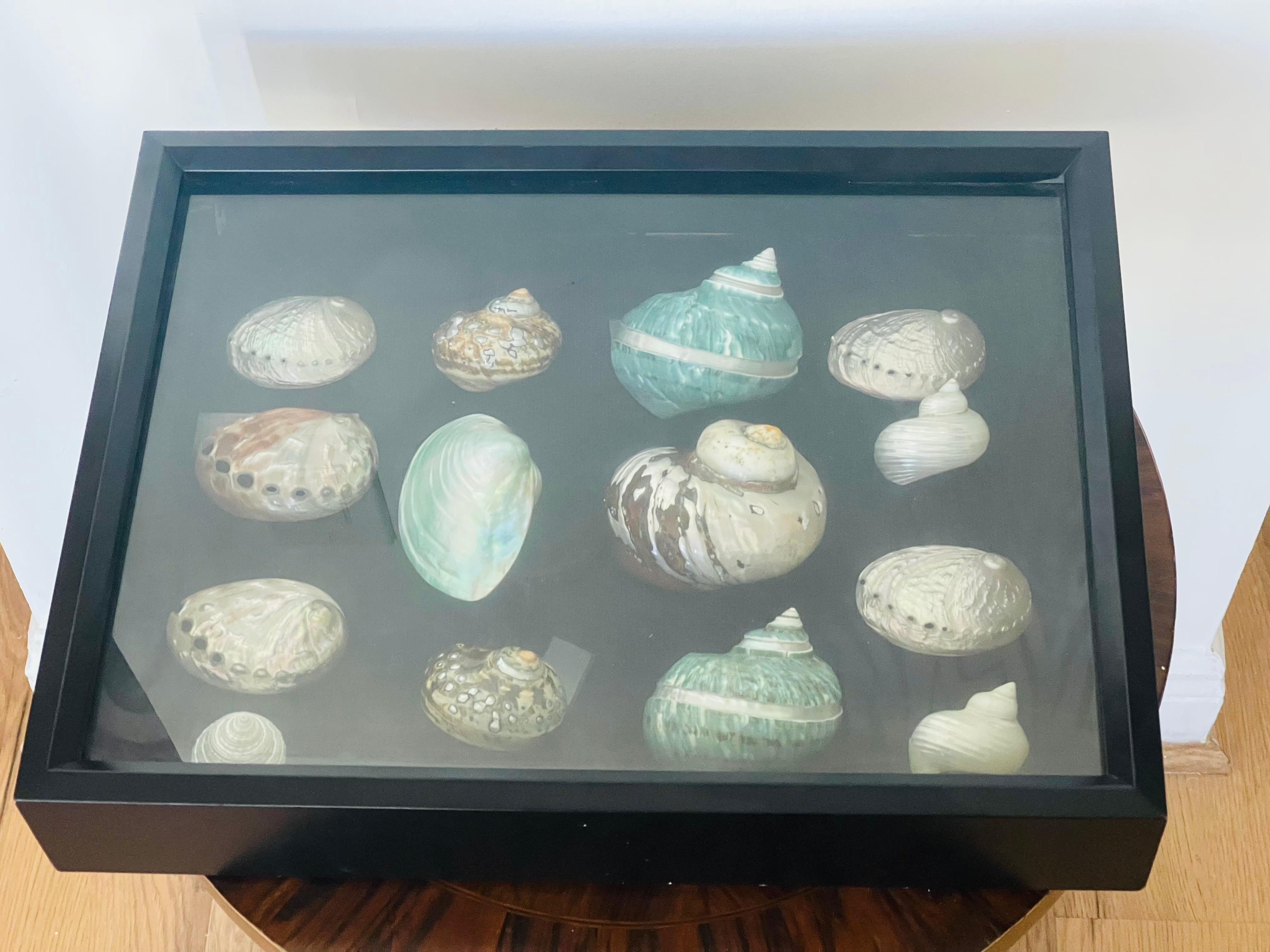 Selezione di conchiglie di mare della metà del 20° secolo in una scatola d'ombra in vendita 1